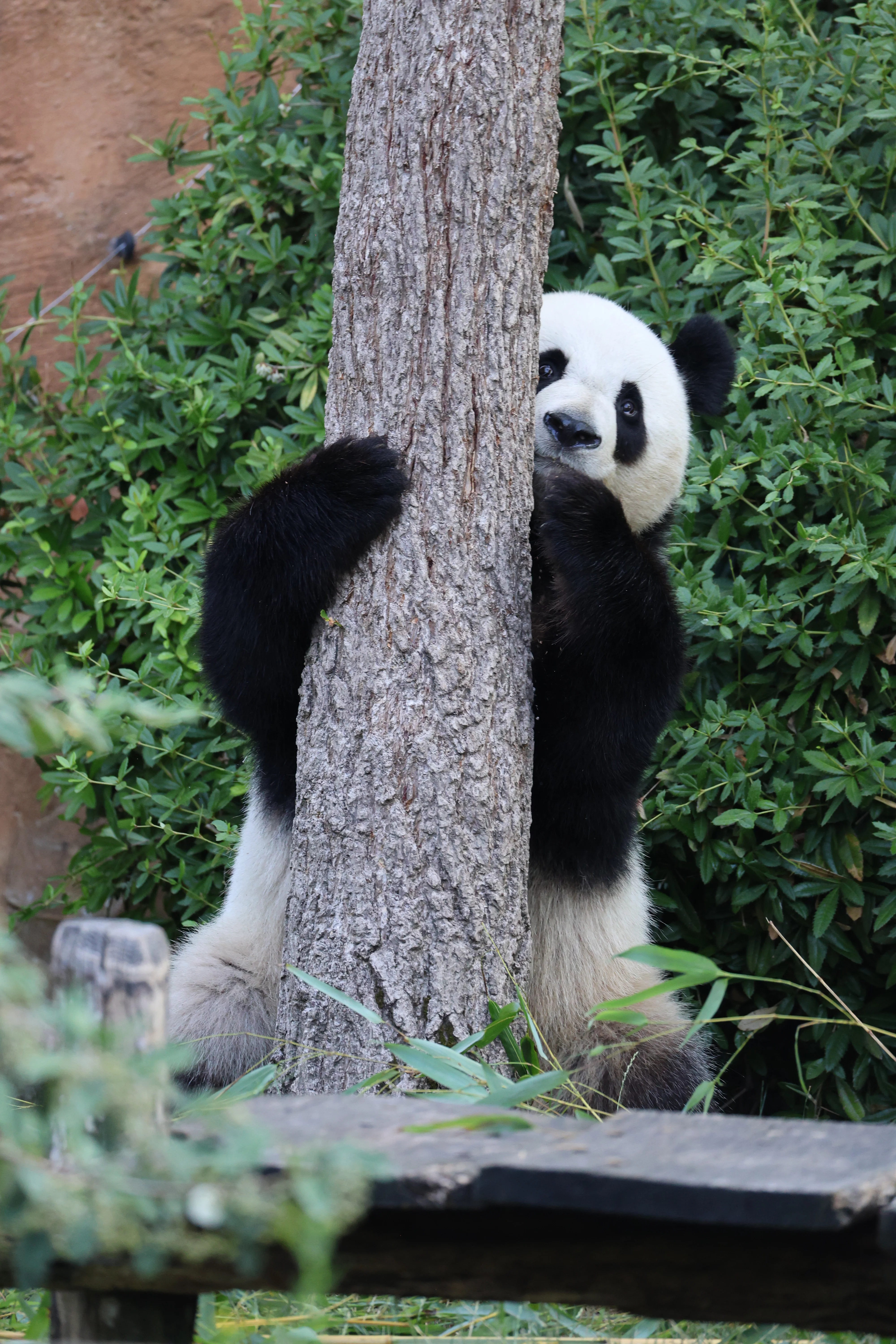 ZooParc de Beauval