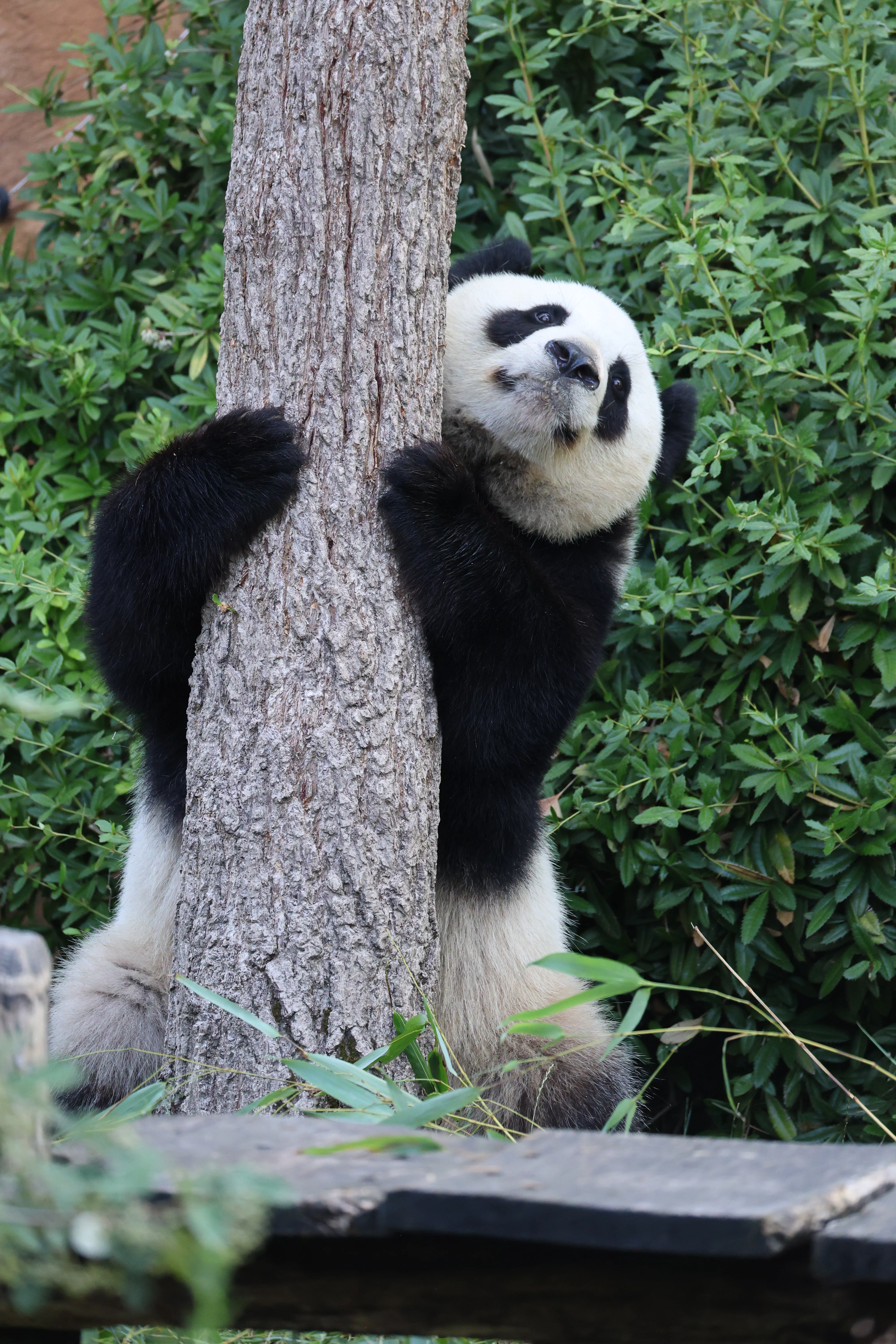 ZooParc de Beauval