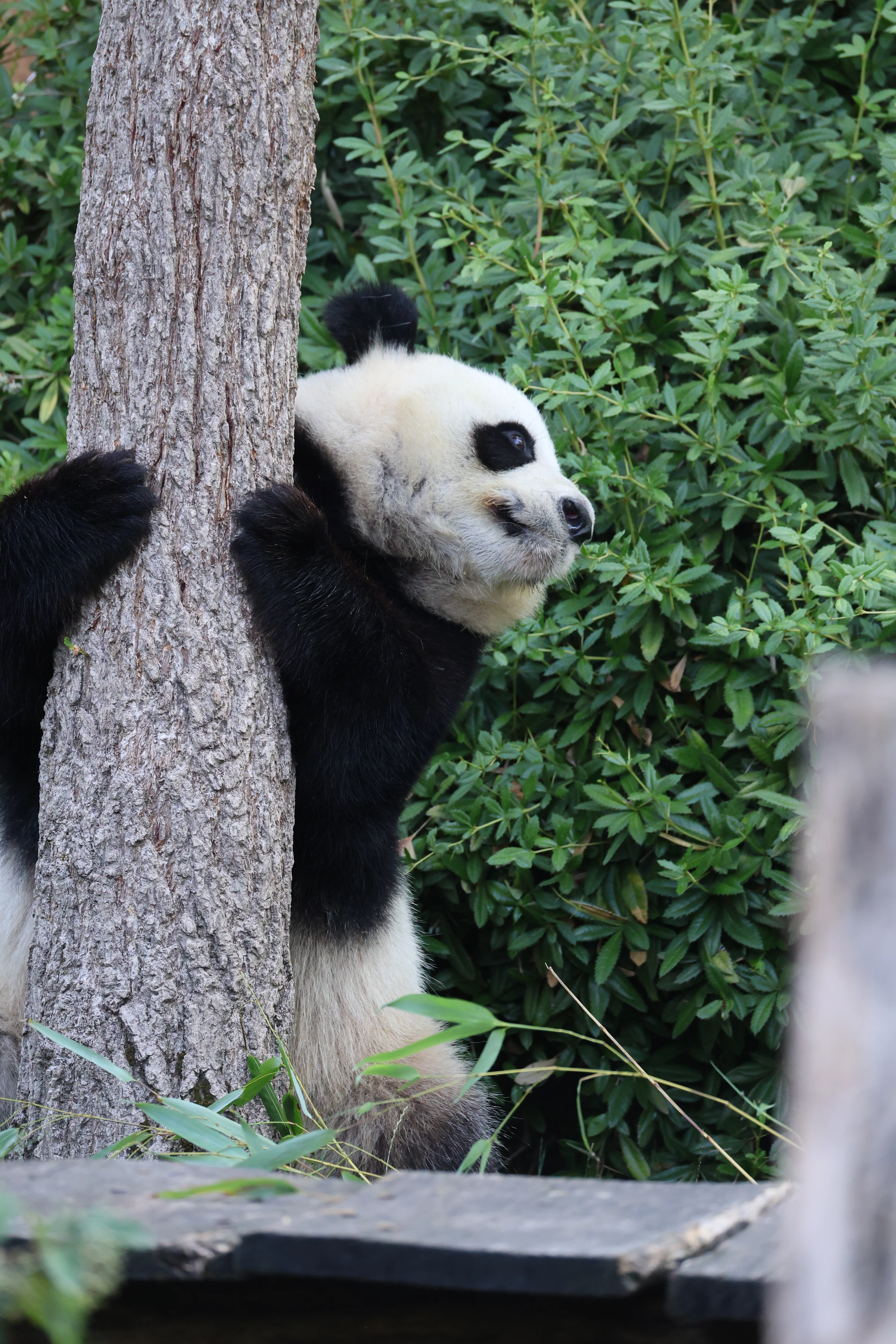 ZooParc de Beauval