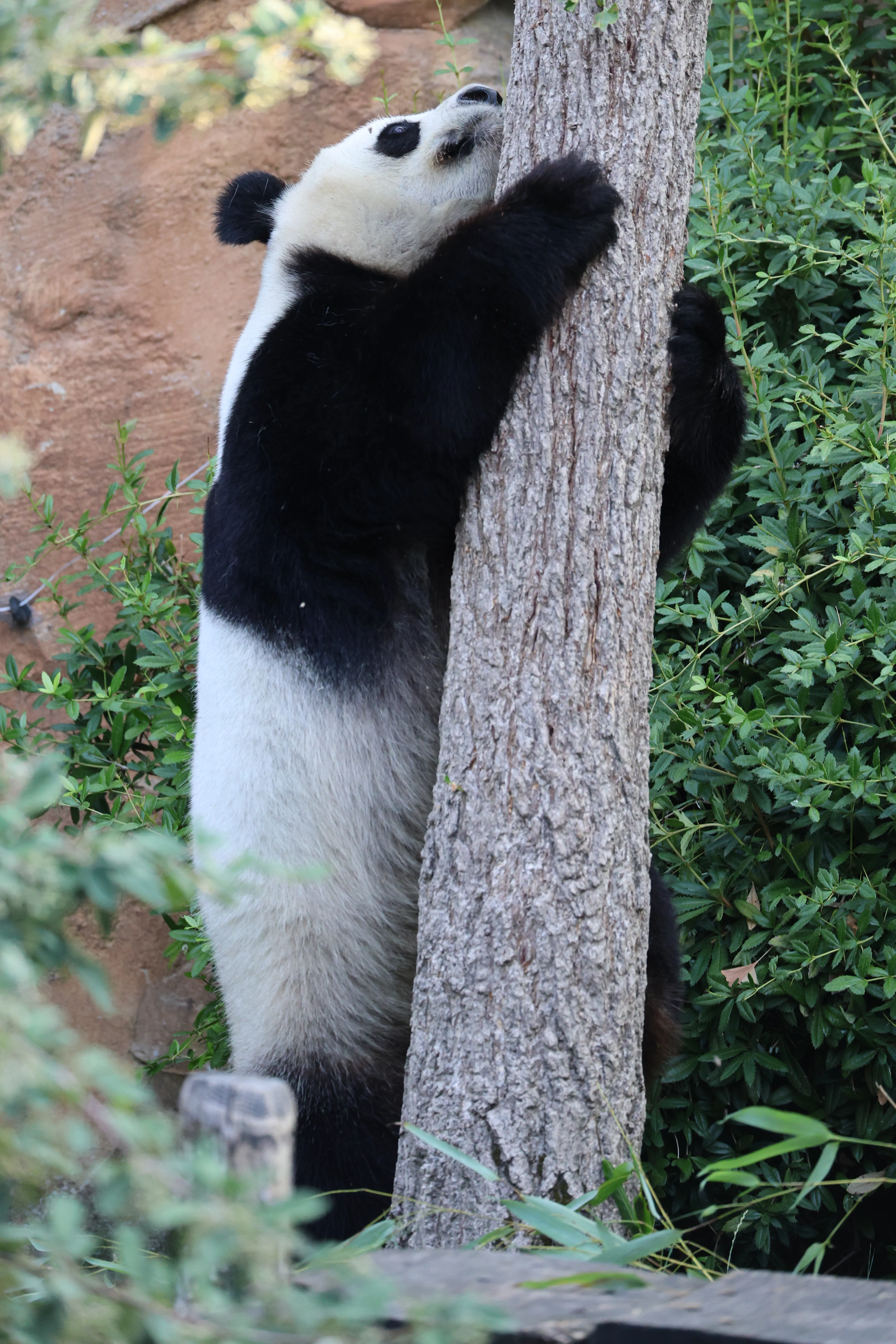 ZooParc de Beauval