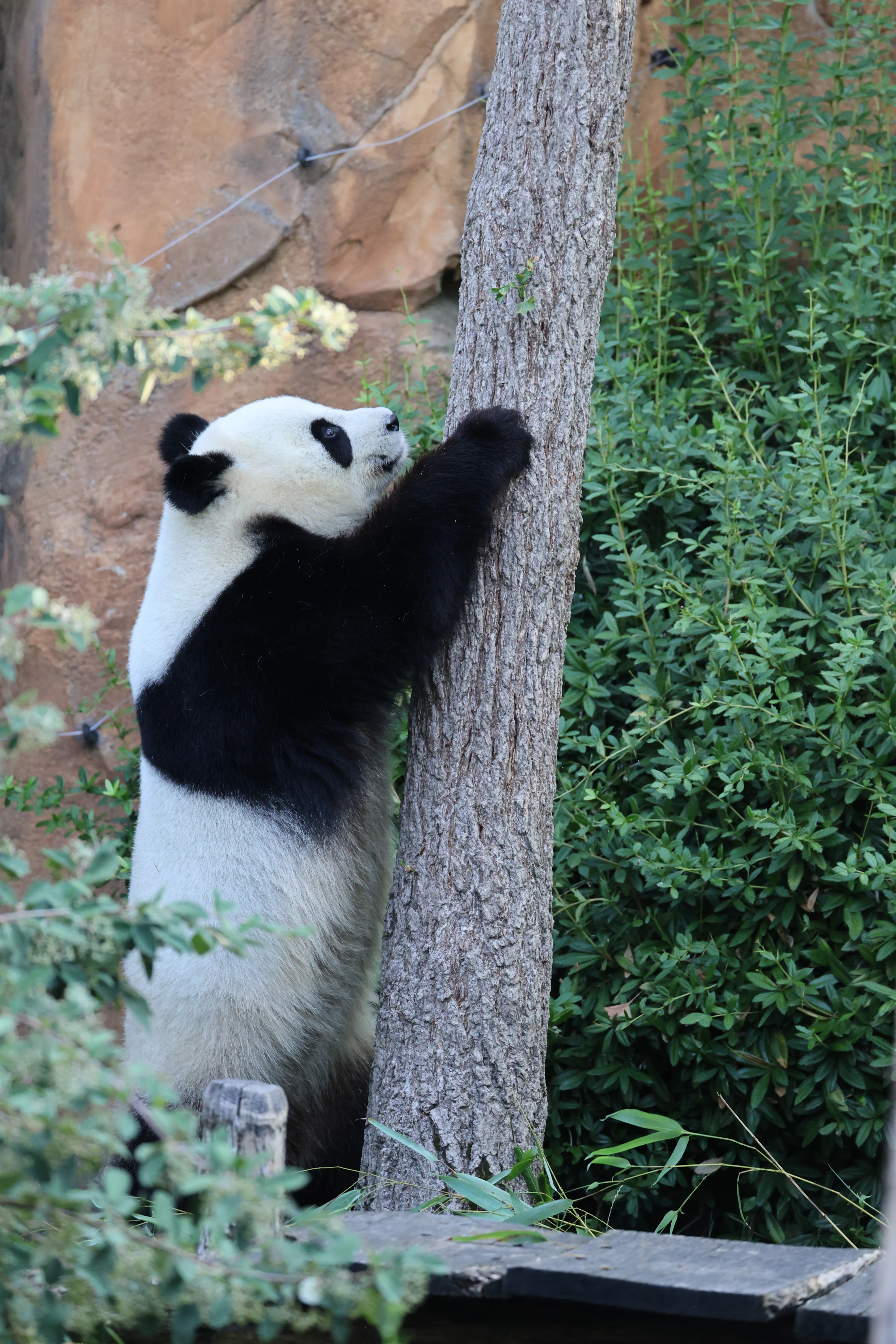 ZooParc de Beauval