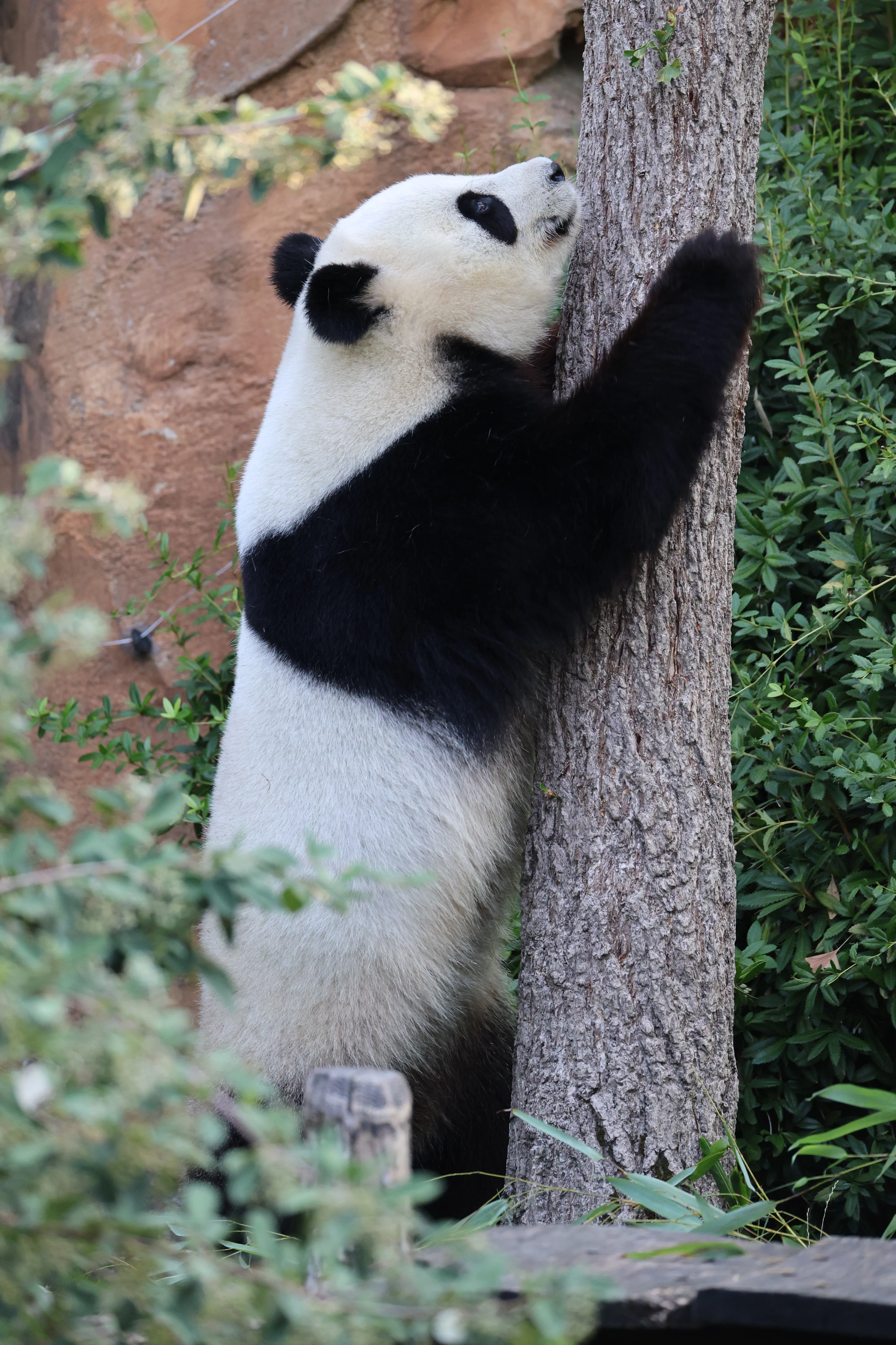 ZooParc de Beauval
