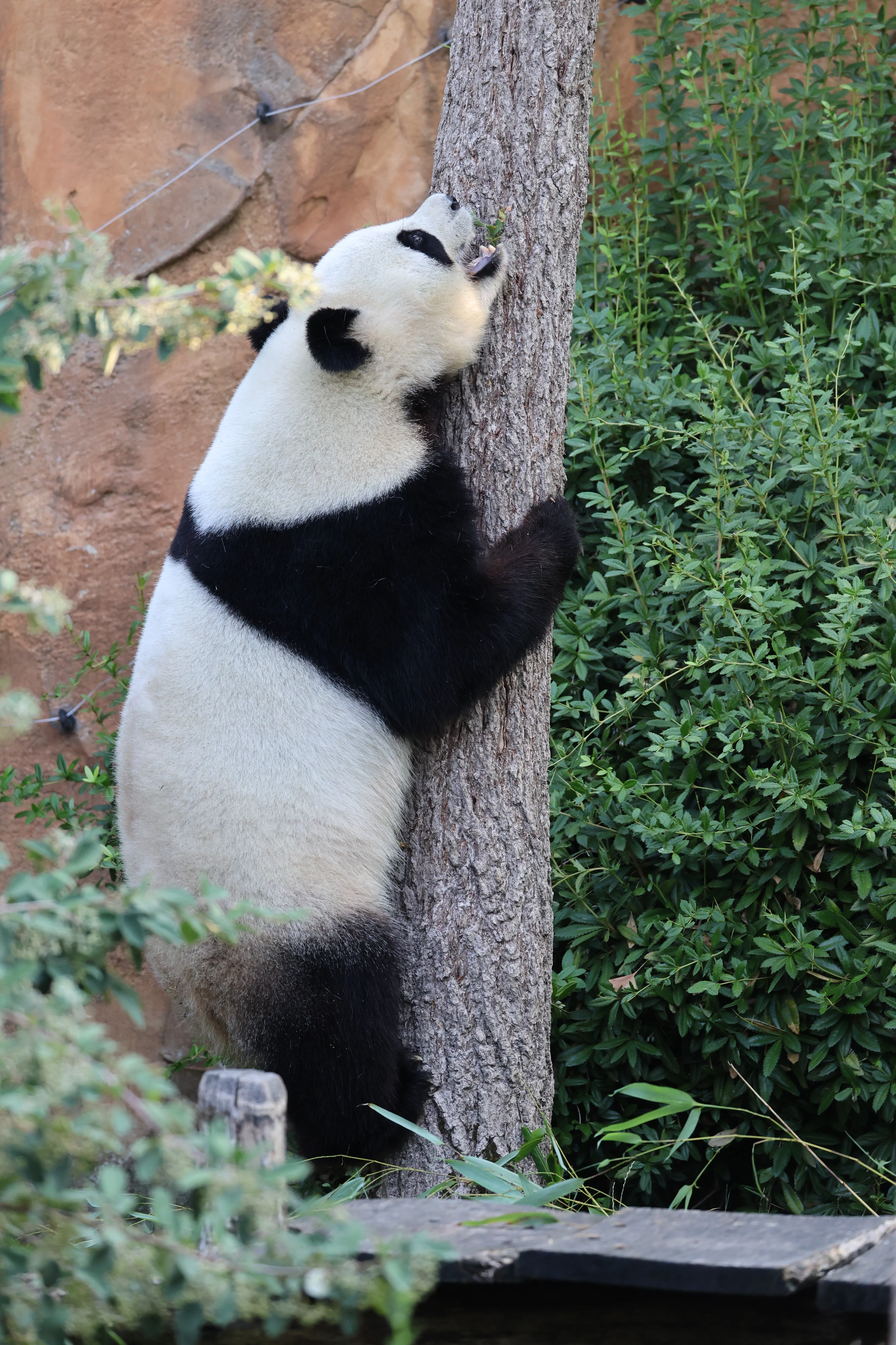 ZooParc de Beauval