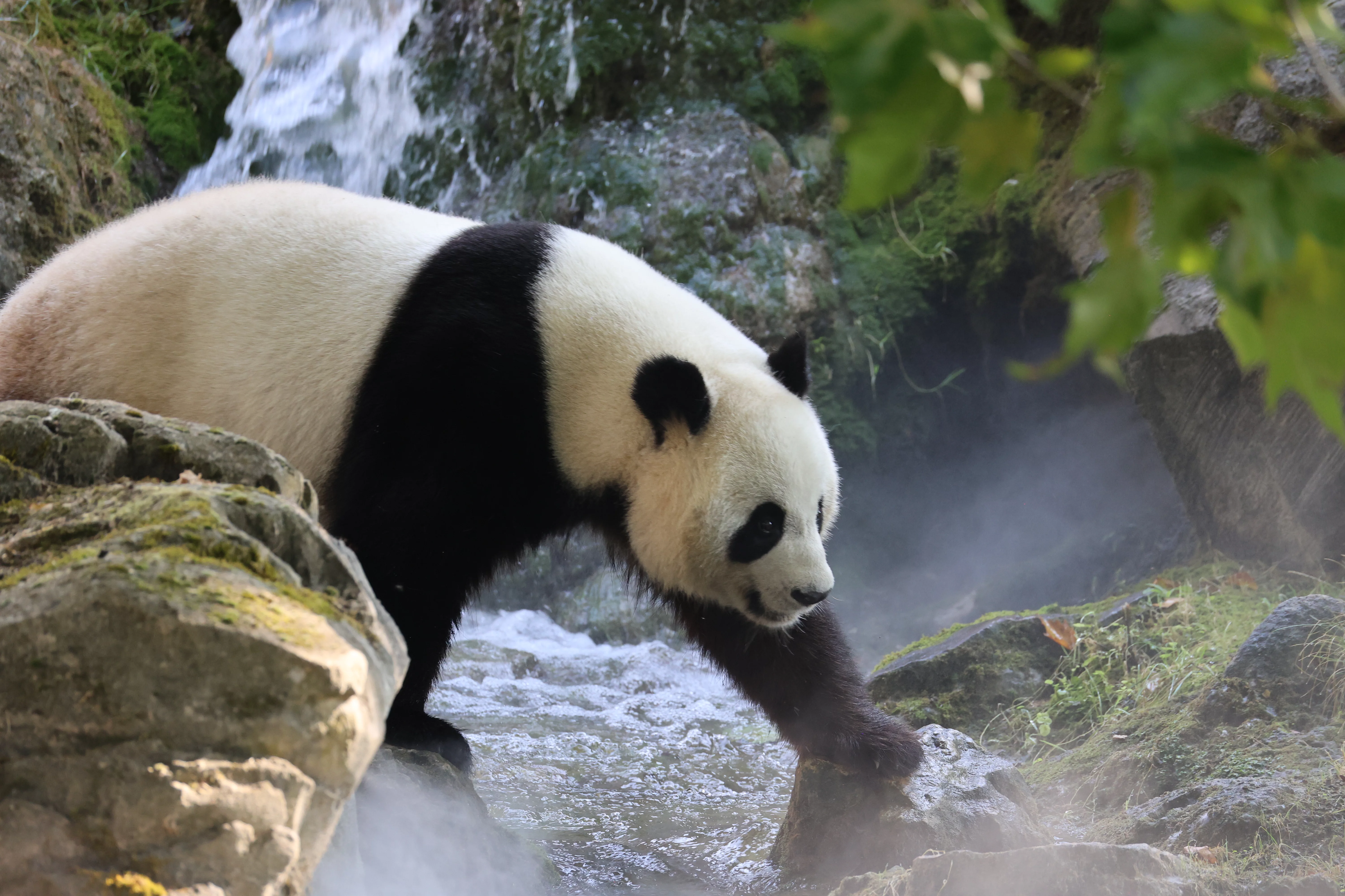 ZooParc de Beauval