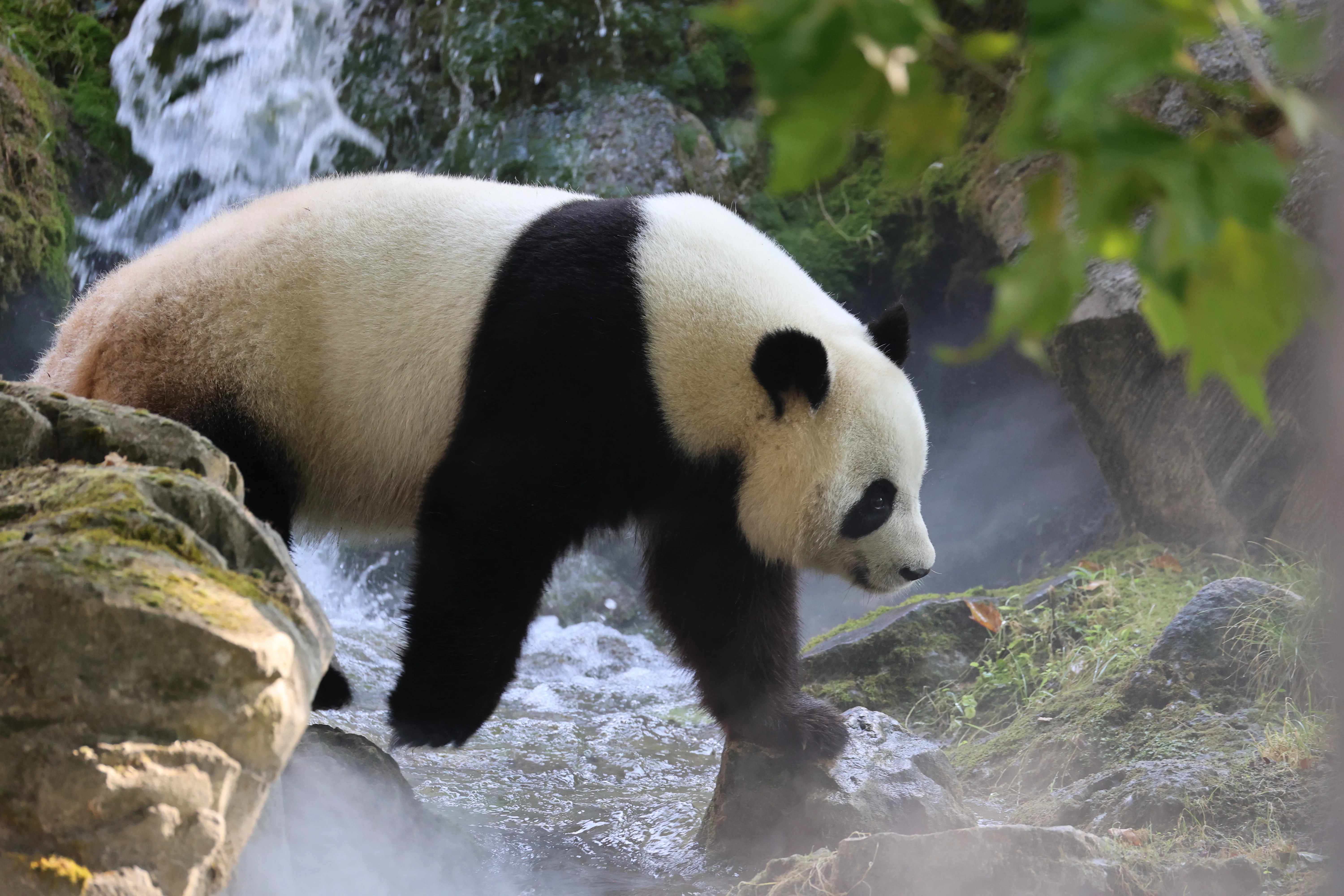 ZooParc de Beauval