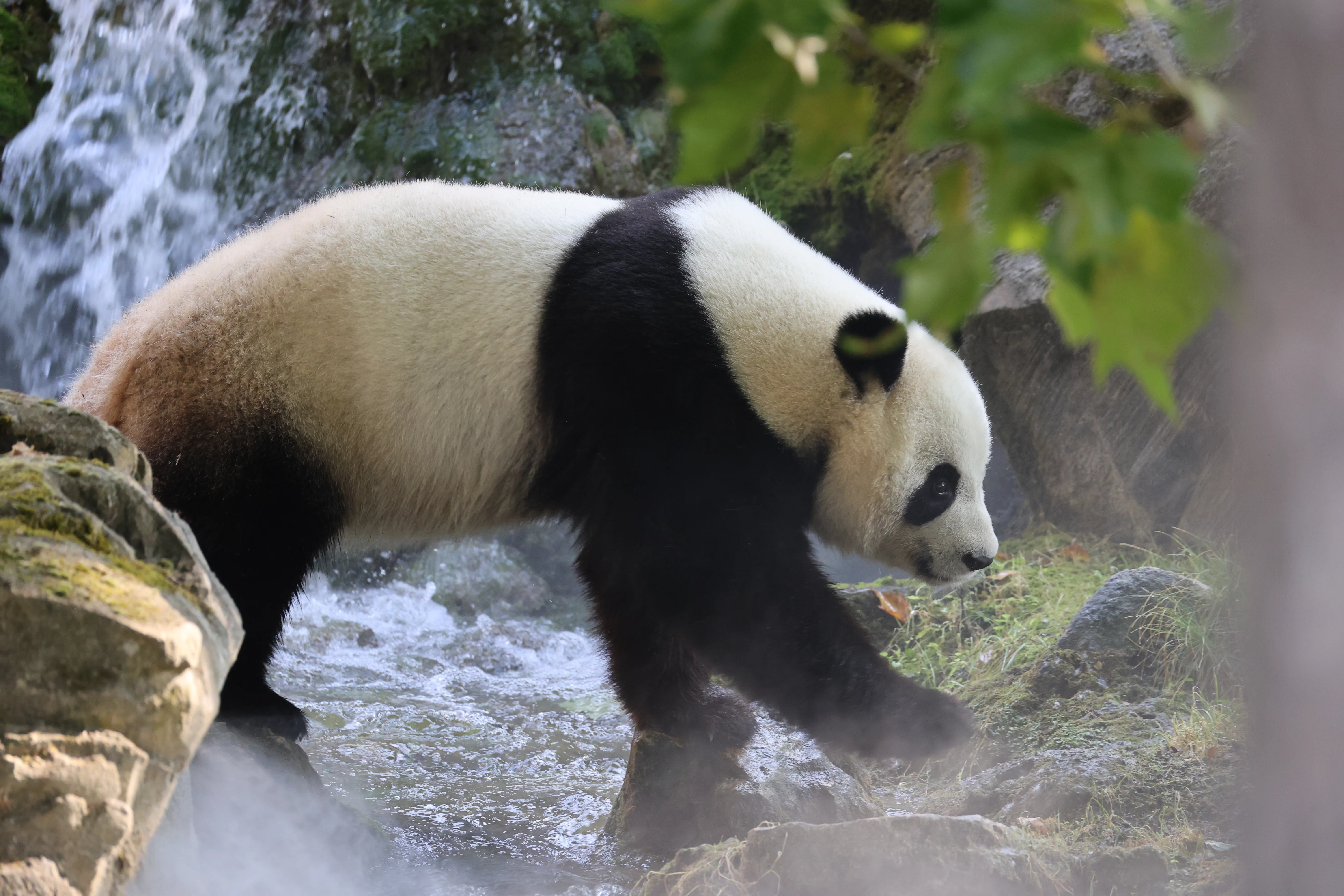 ZooParc de Beauval