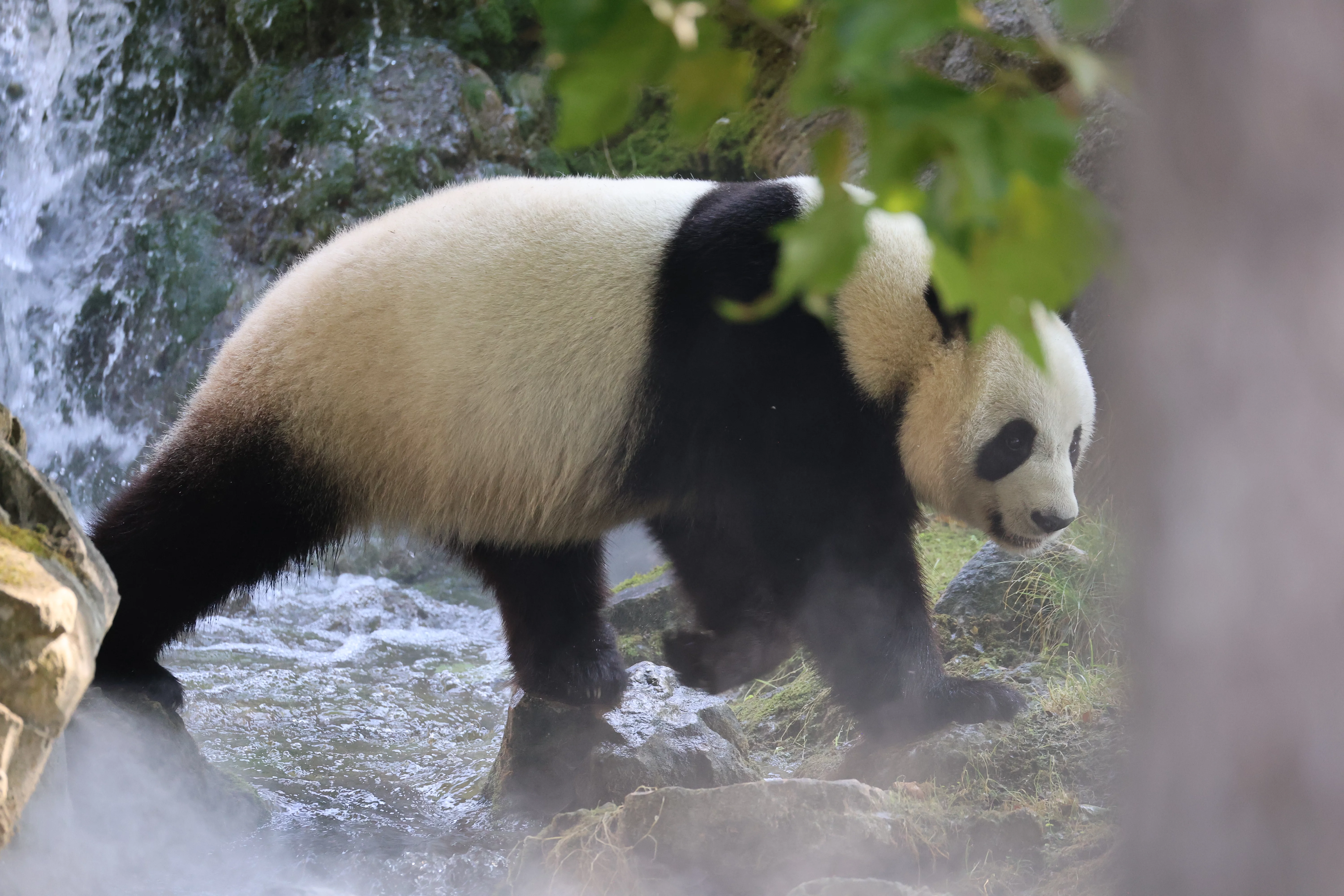 ZooParc de Beauval