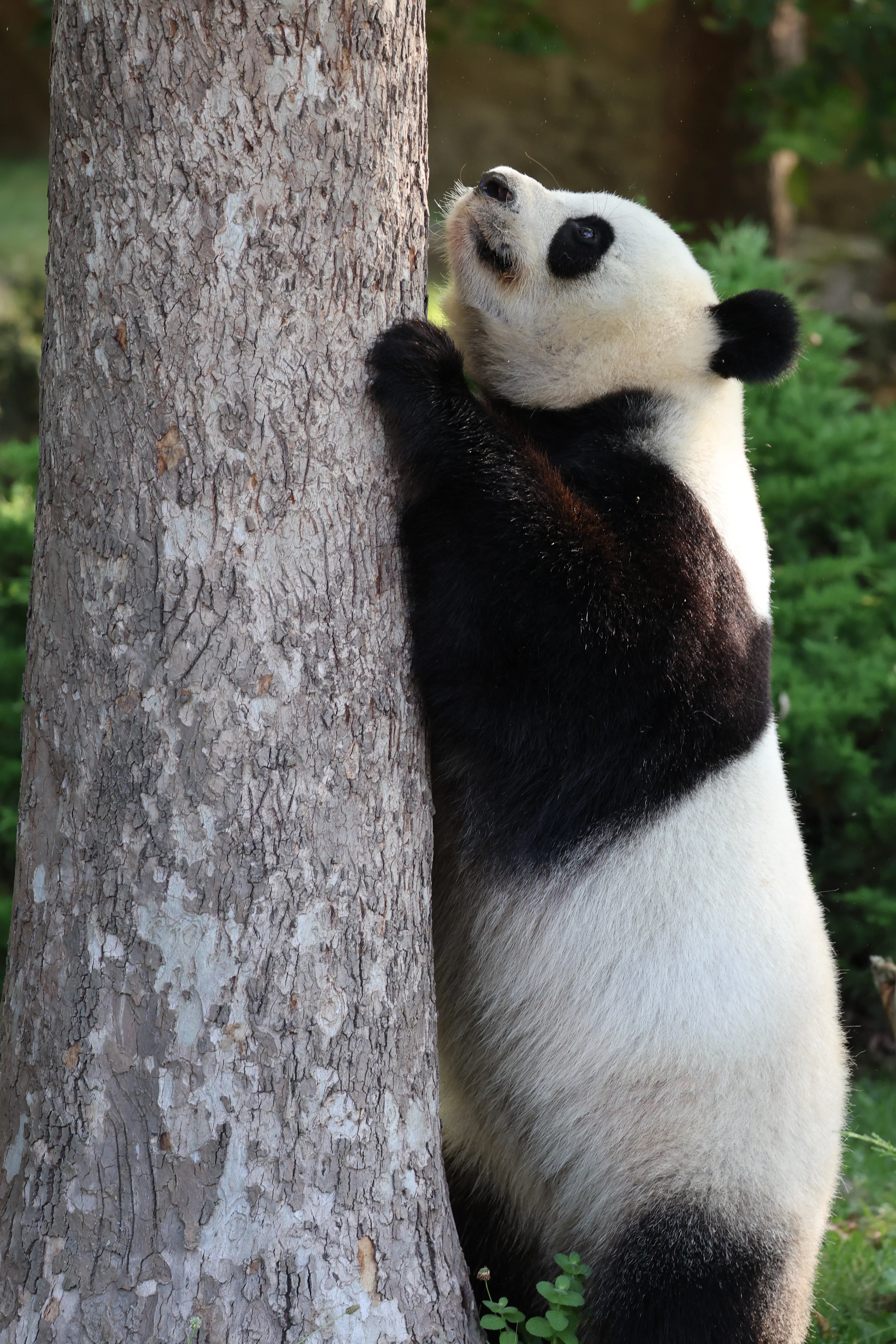 ZooParc de Beauval