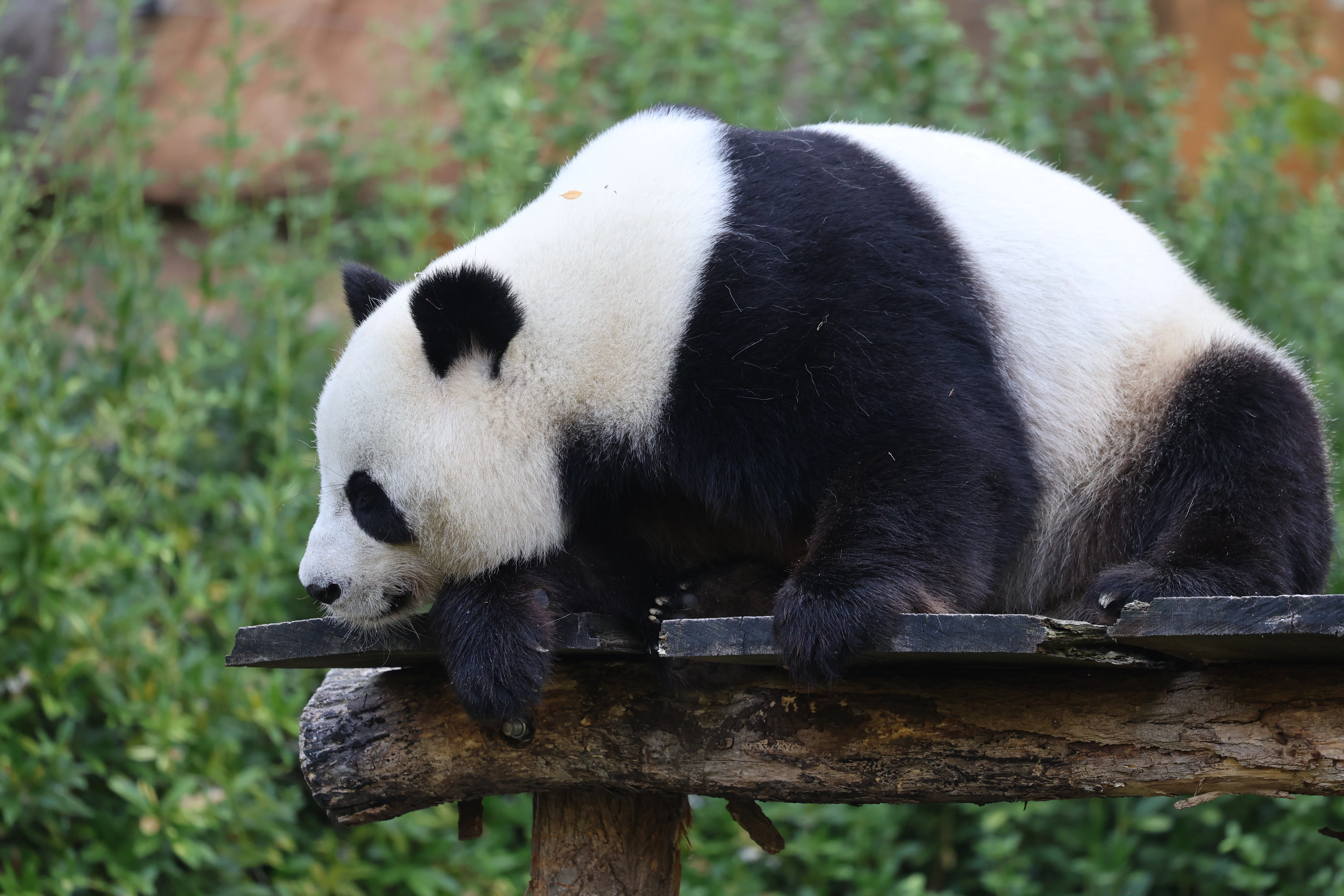 ZooParc de Beauval