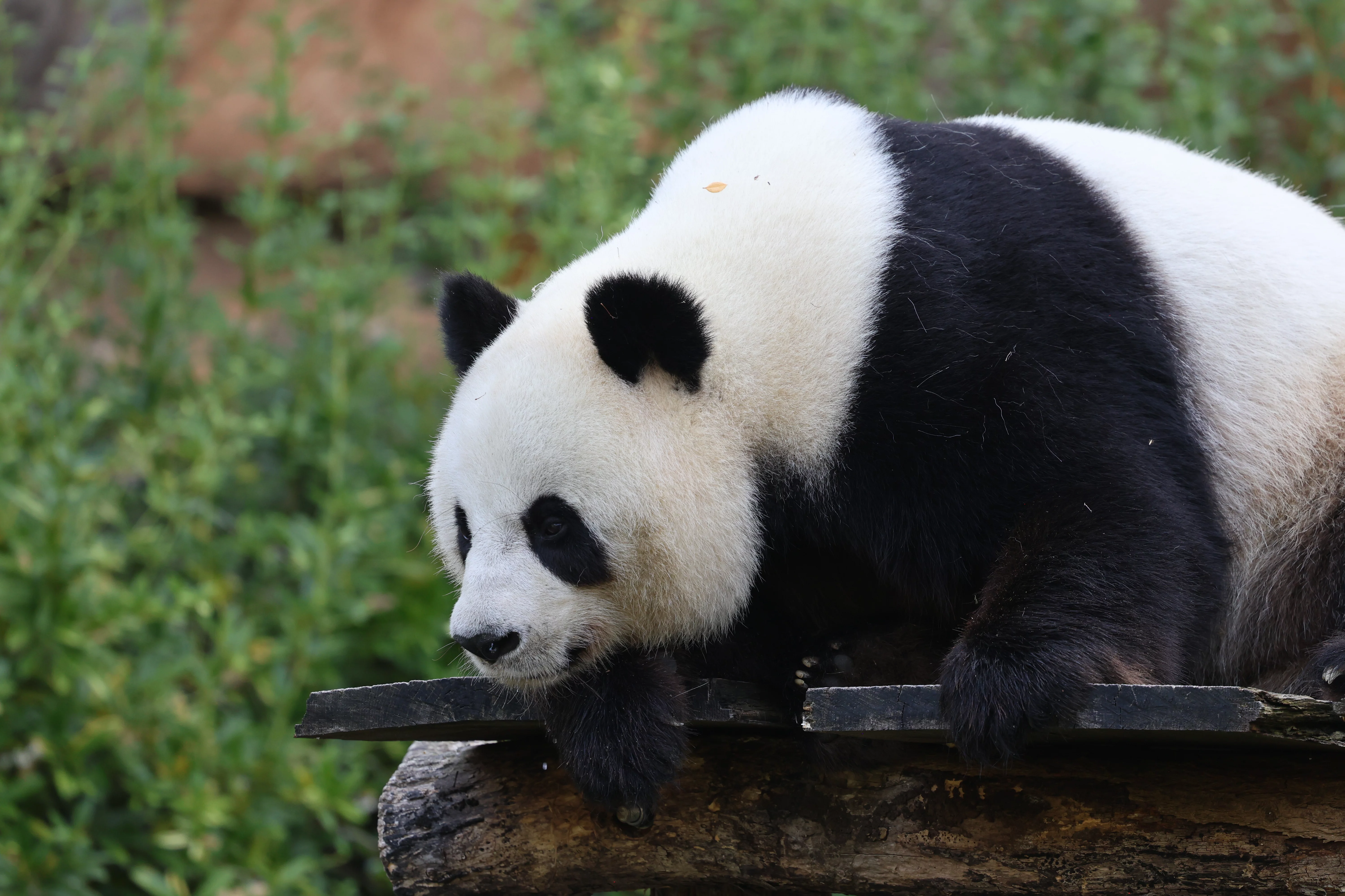 ZooParc de Beauval