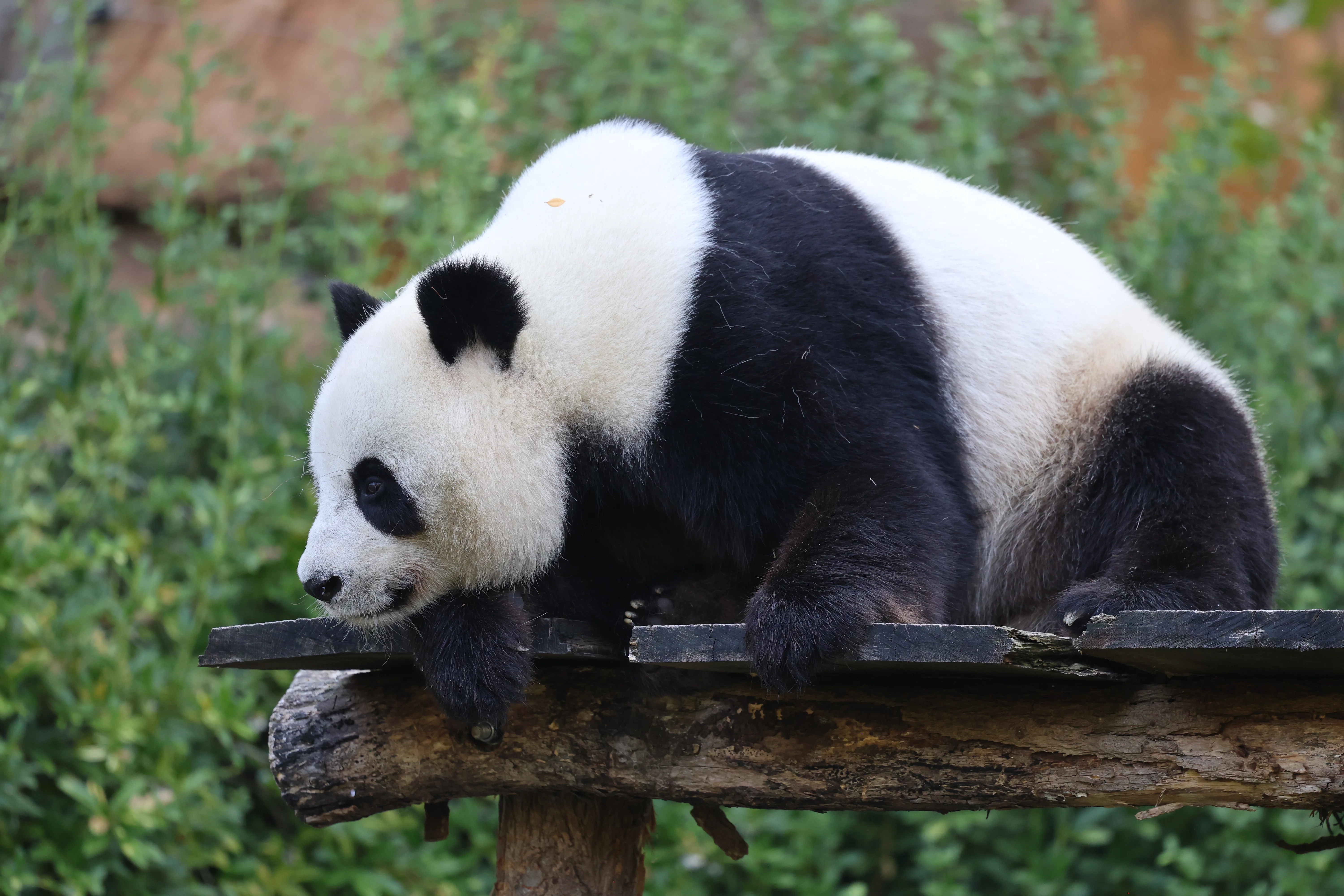 ZooParc de Beauval