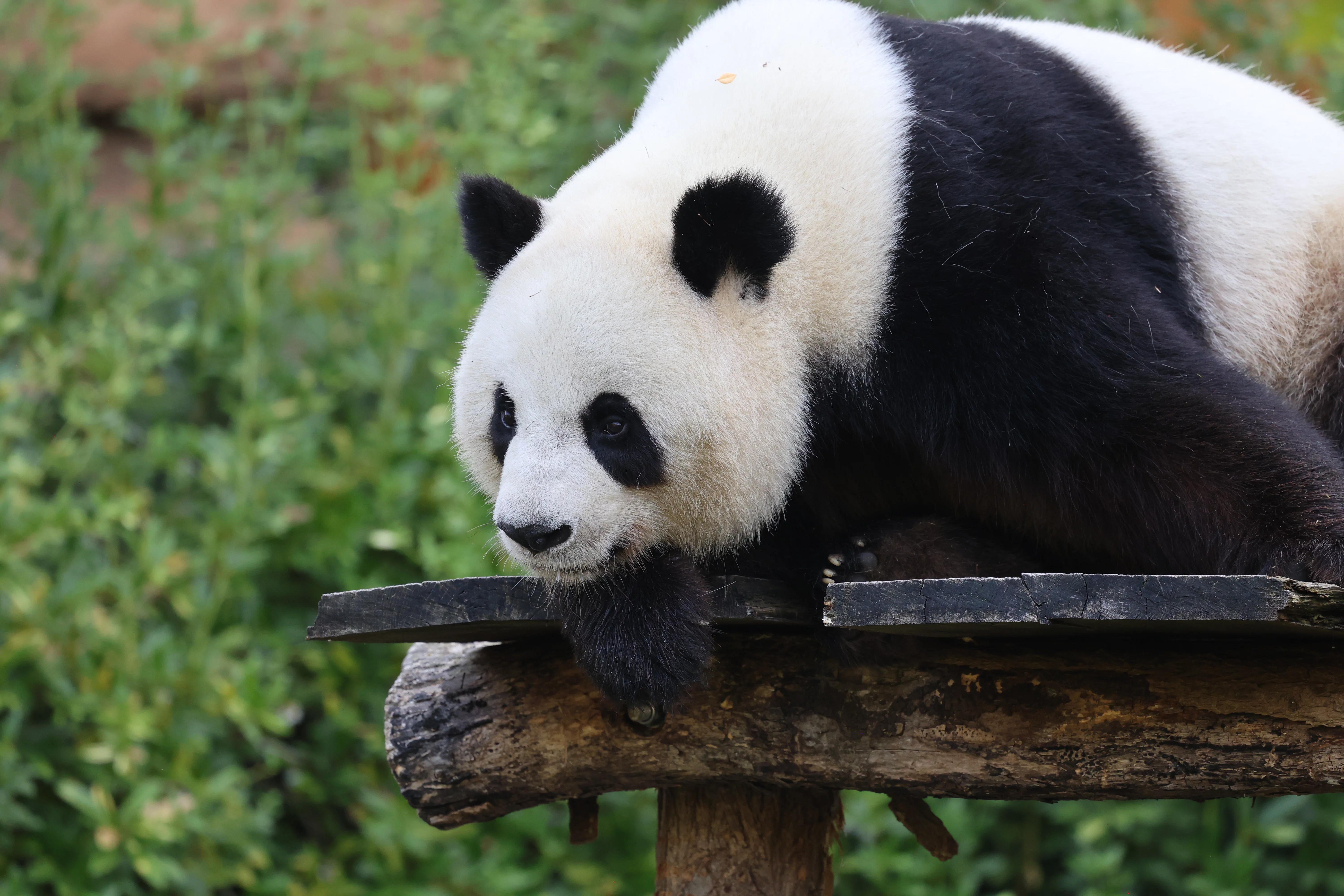ZooParc de Beauval