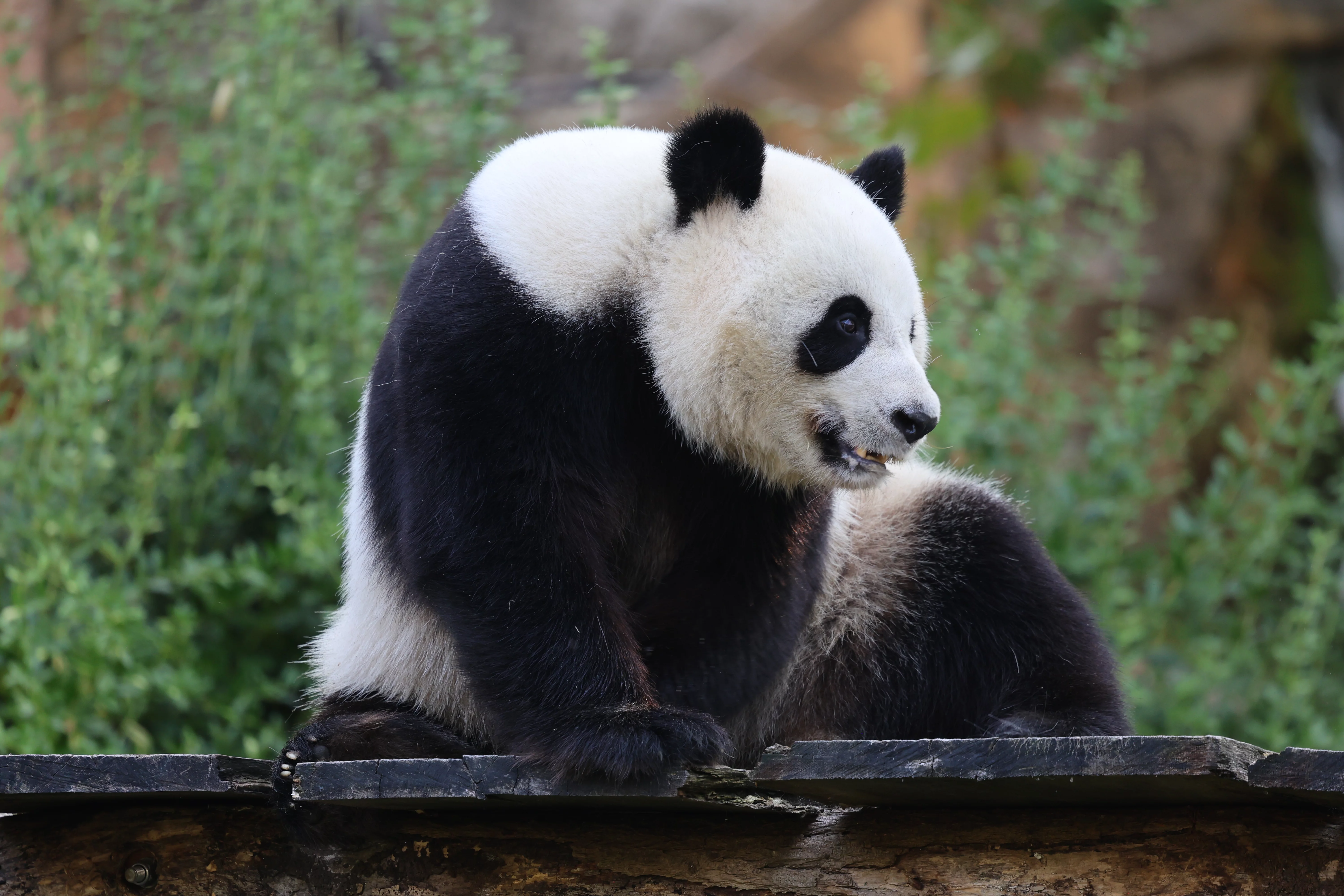 ZooParc de Beauval
