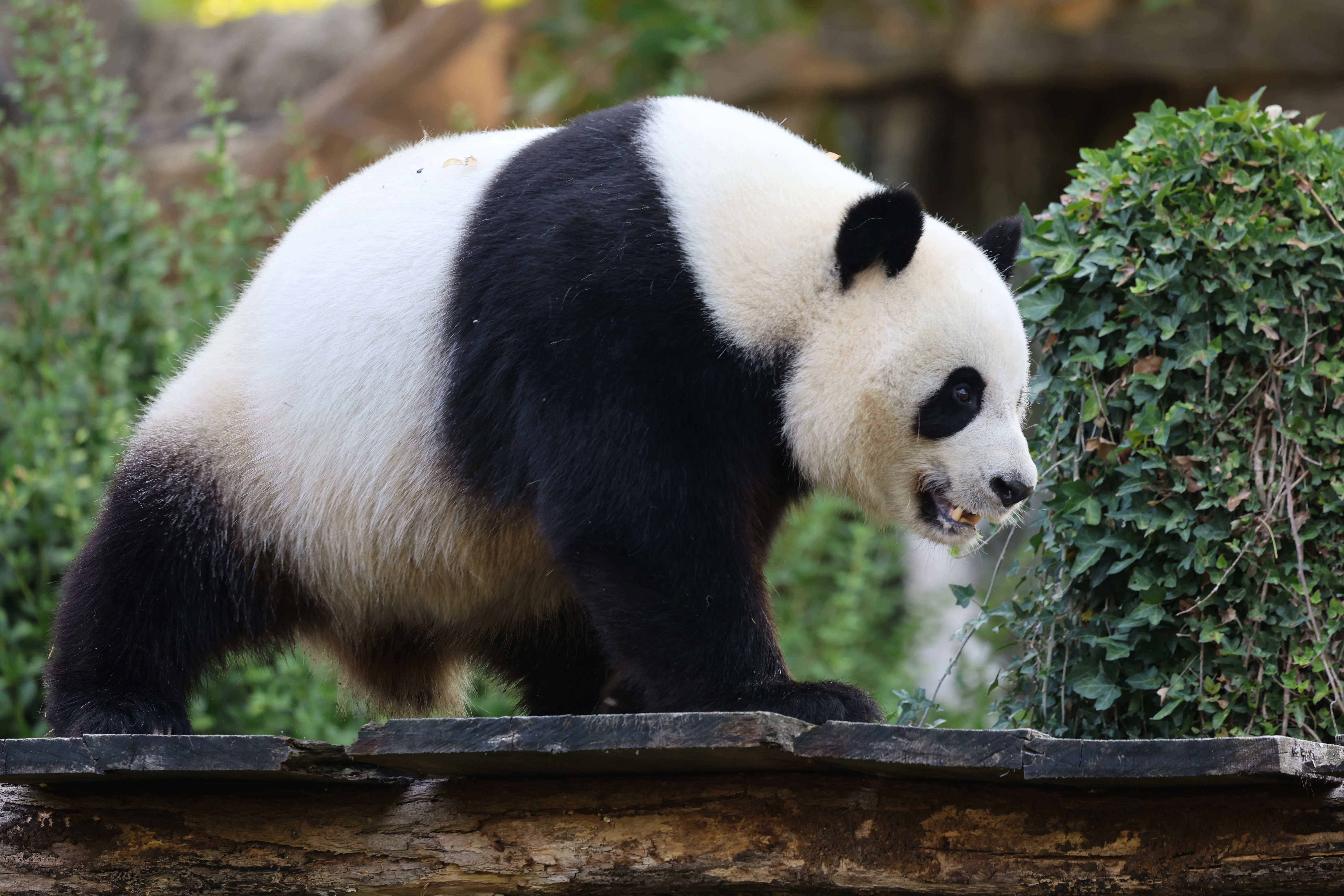ZooParc de Beauval