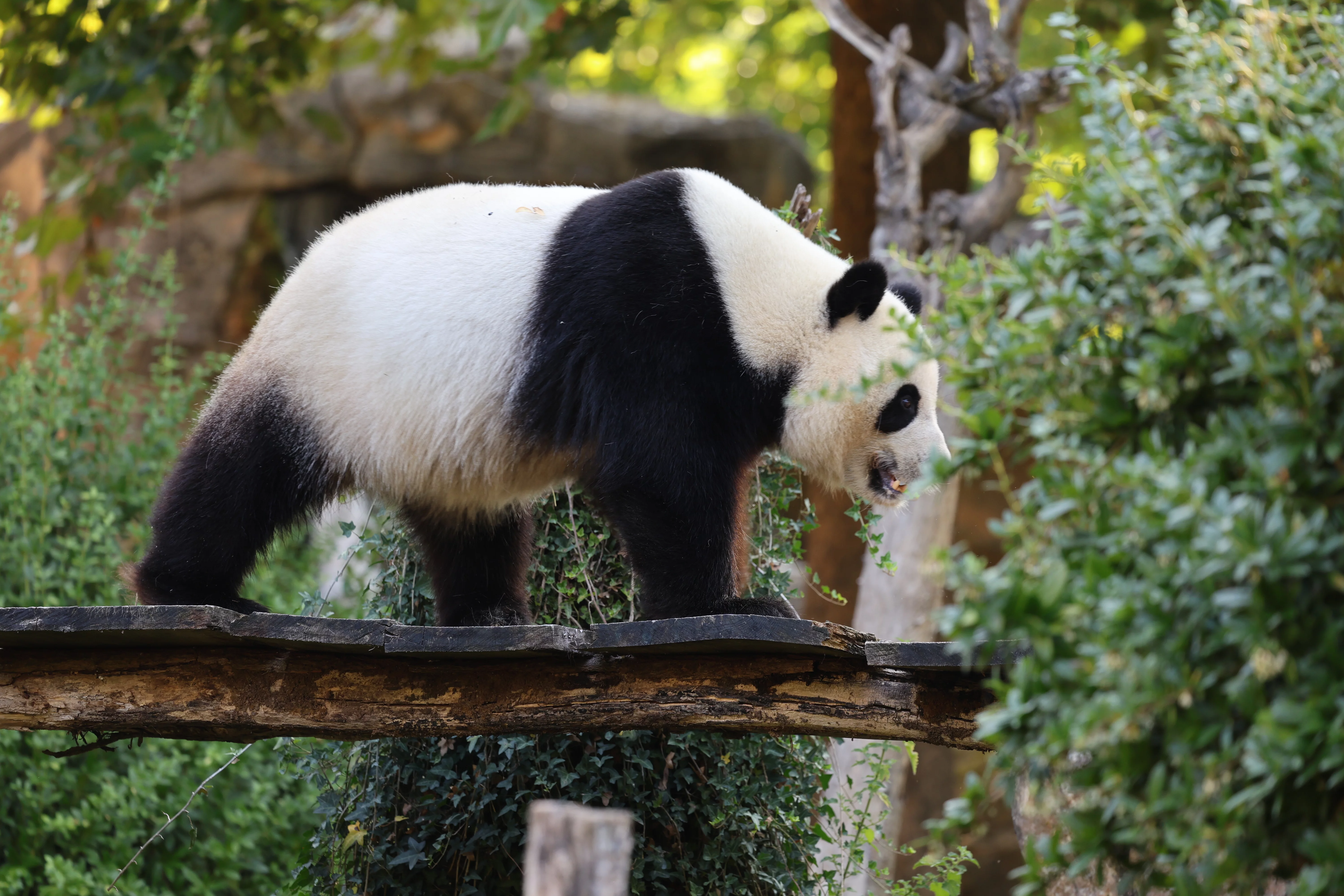 ZooParc de Beauval