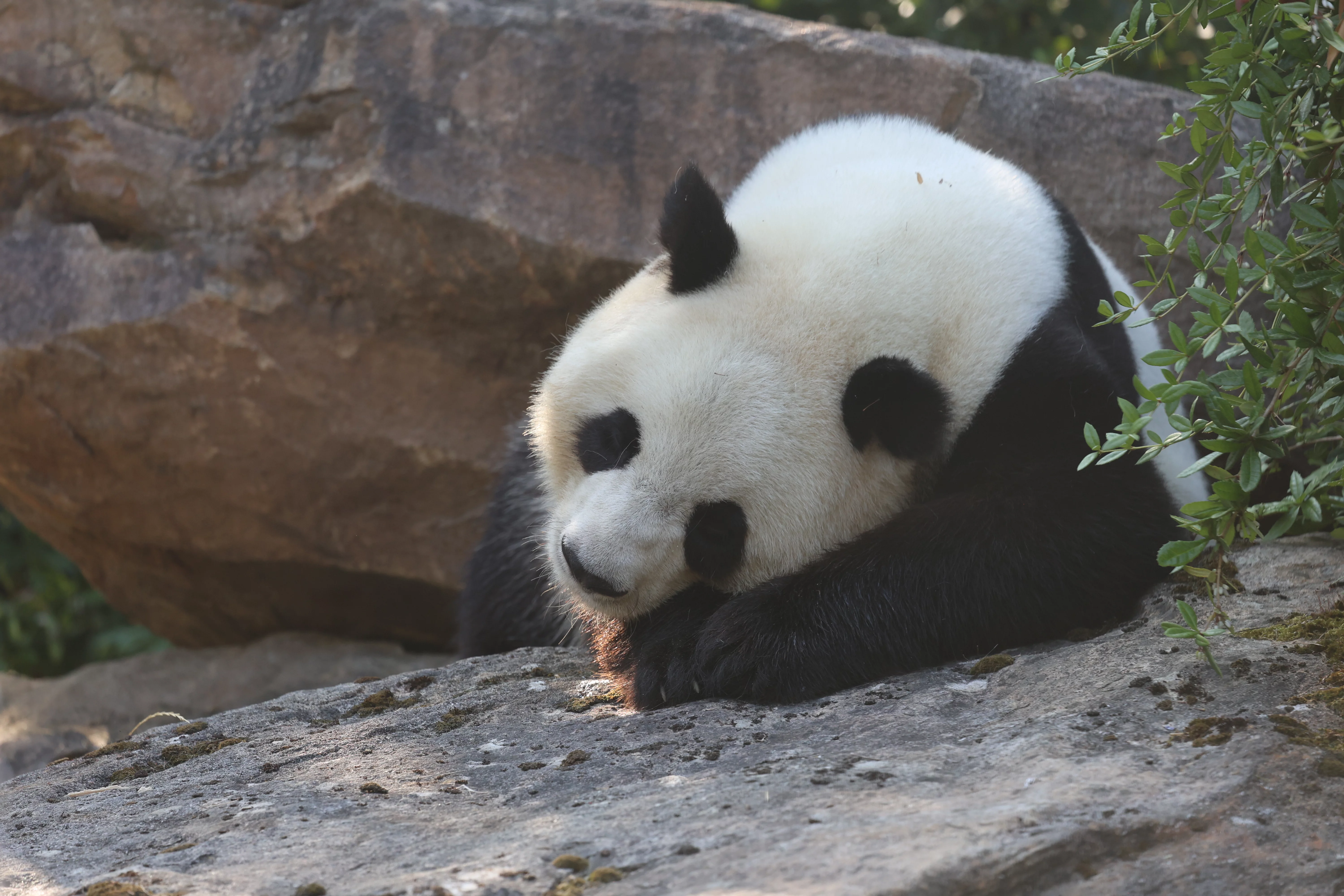 ZooParc de Beauval