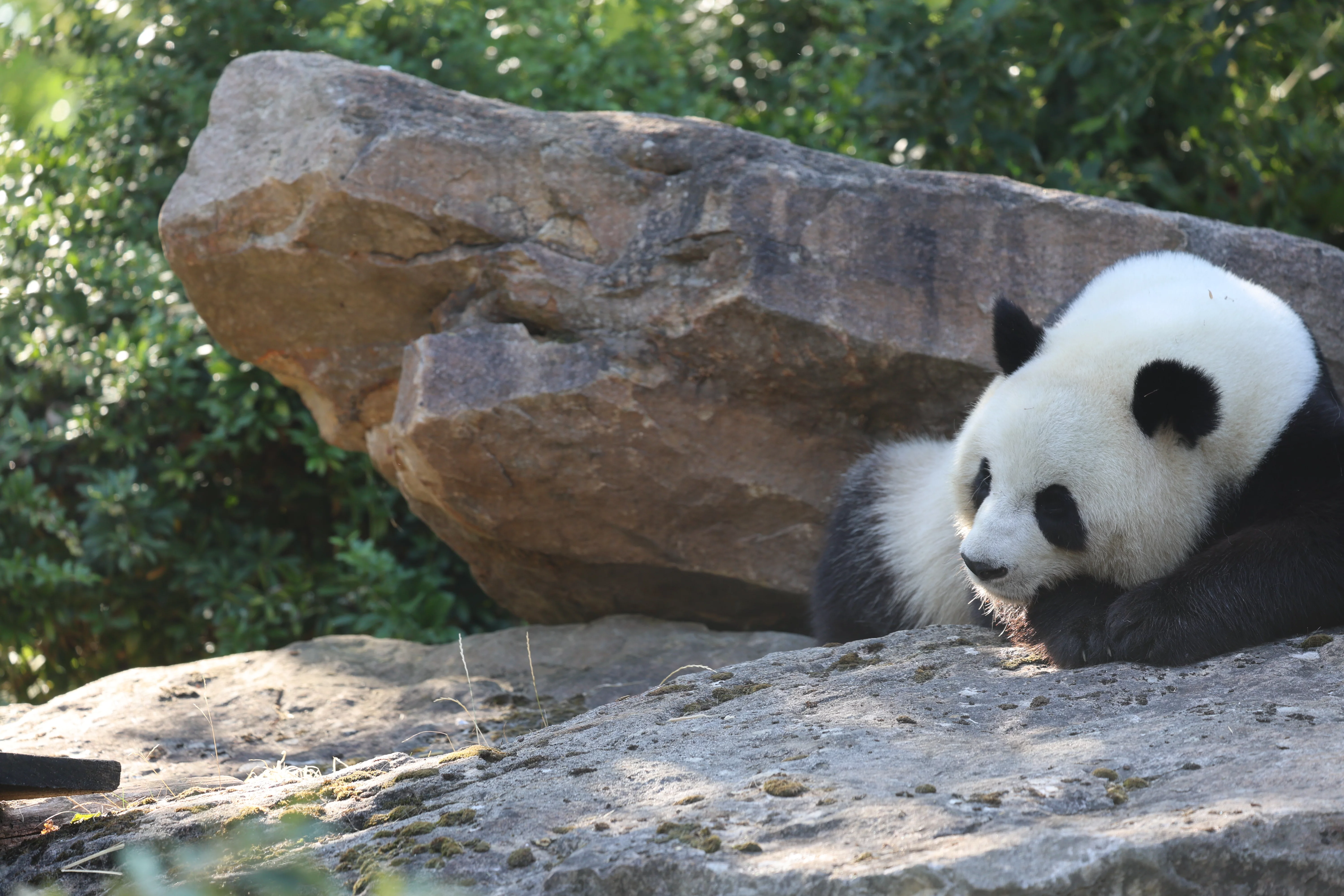 ZooParc de Beauval