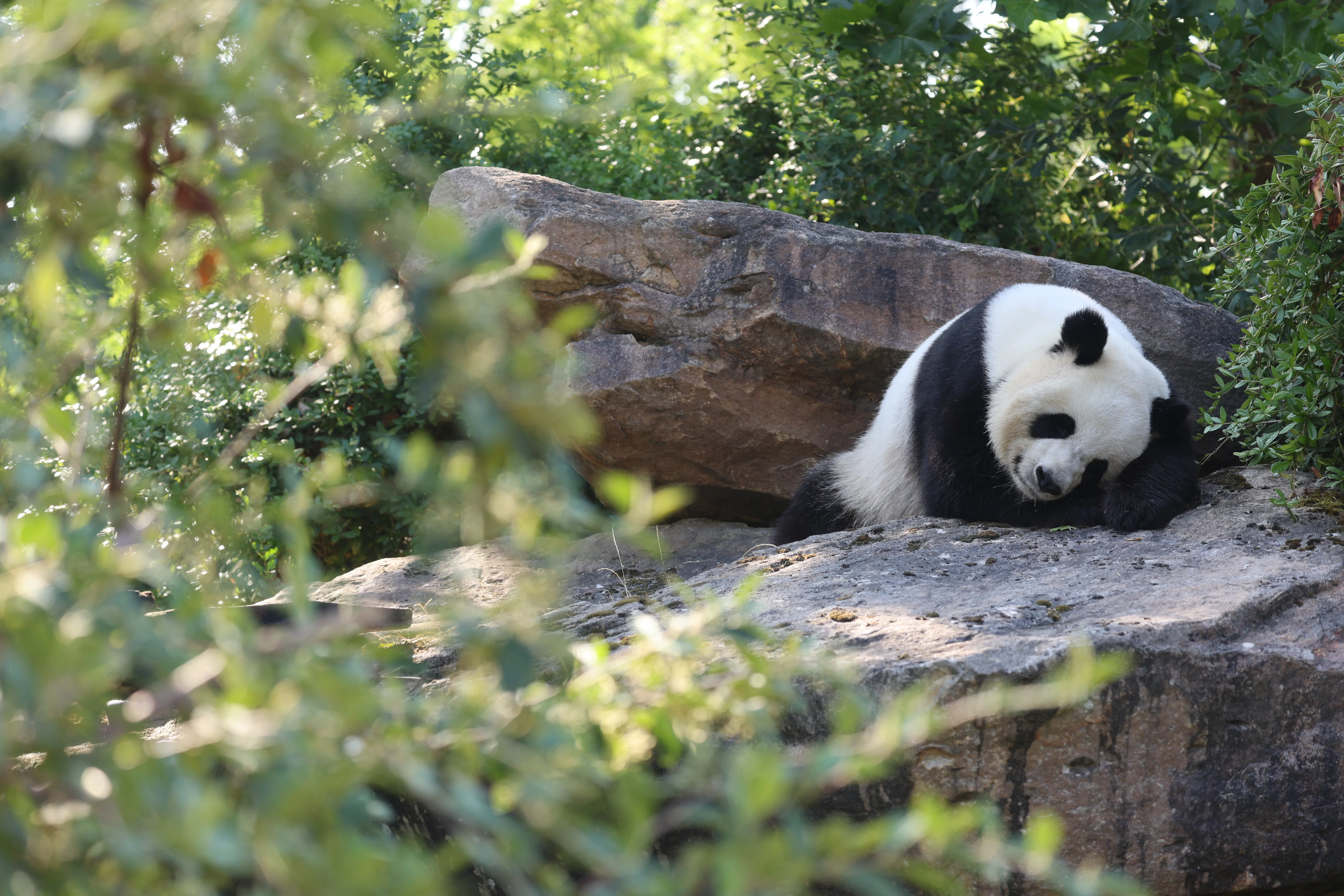 ZooParc de Beauval