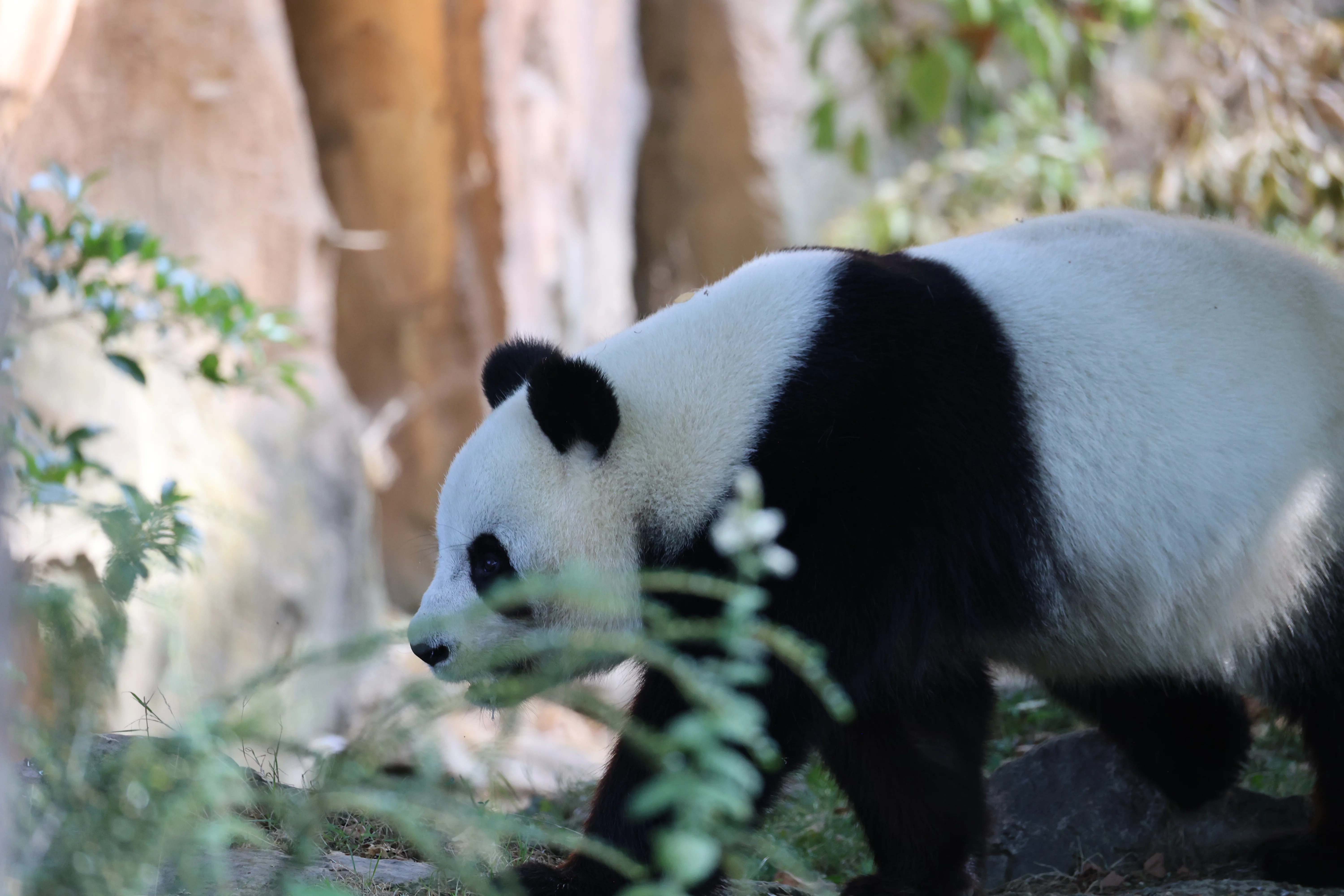 ZooParc de Beauval