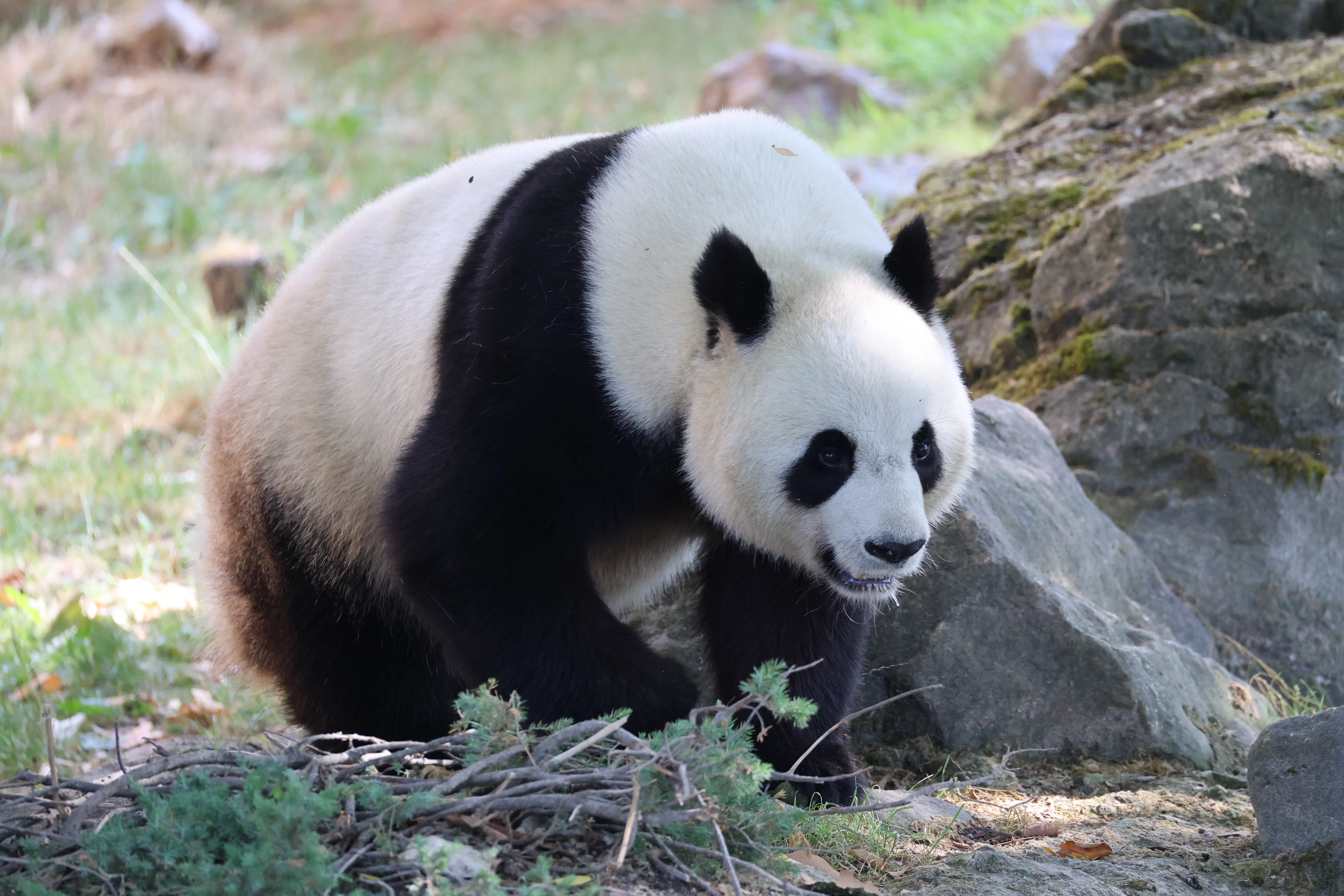 ZooParc de Beauval