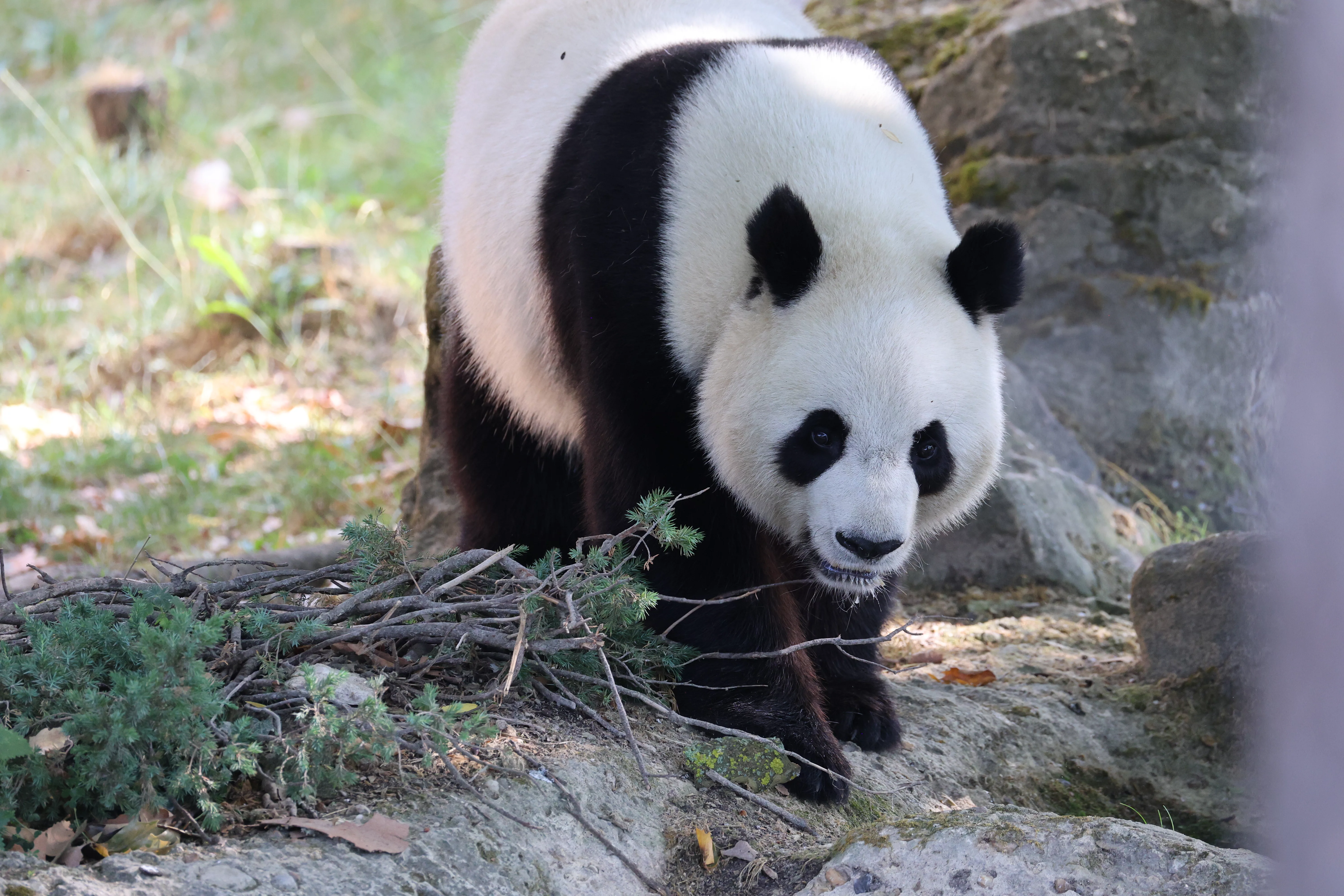 ZooParc de Beauval