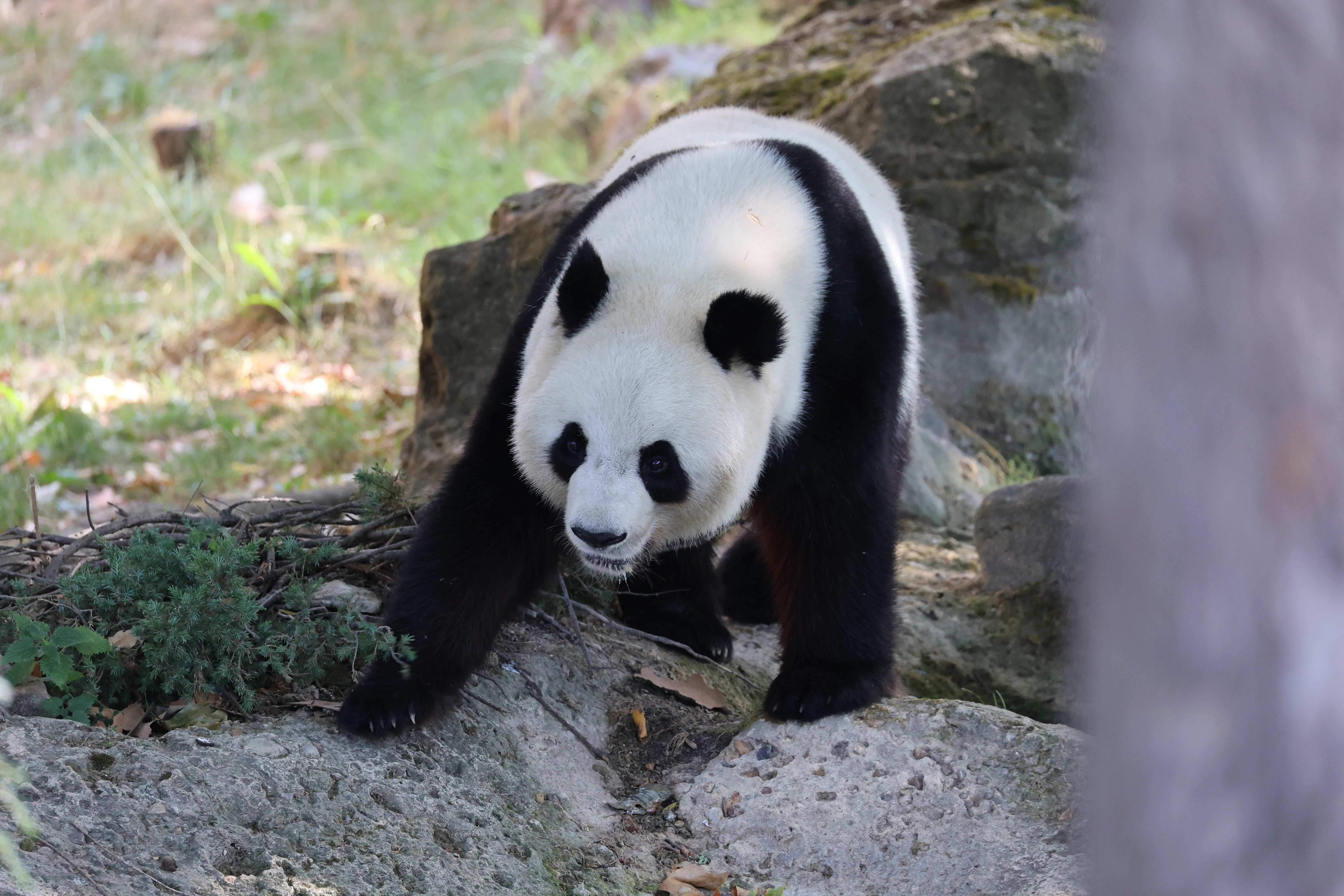 ZooParc de Beauval