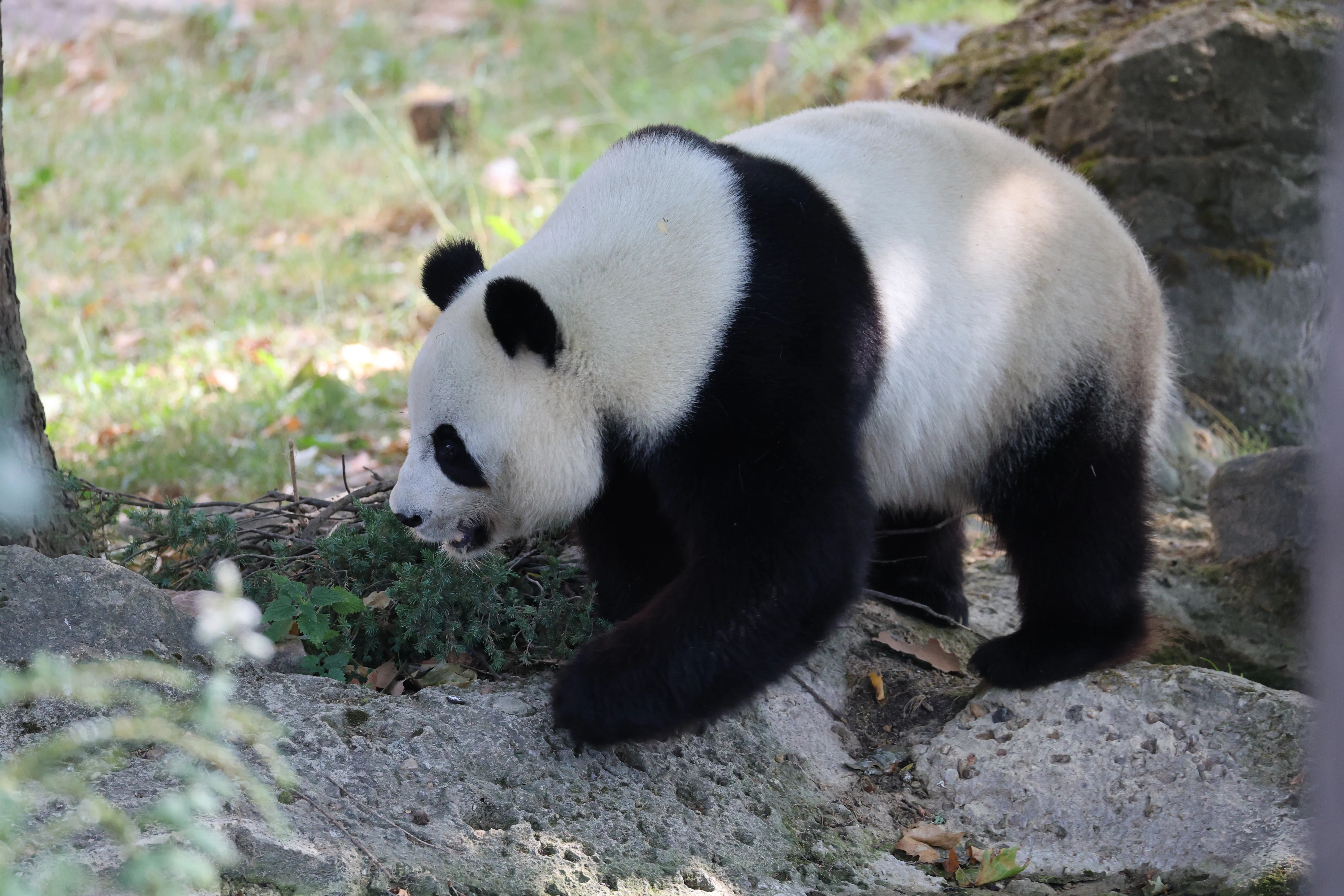 ZooParc de Beauval