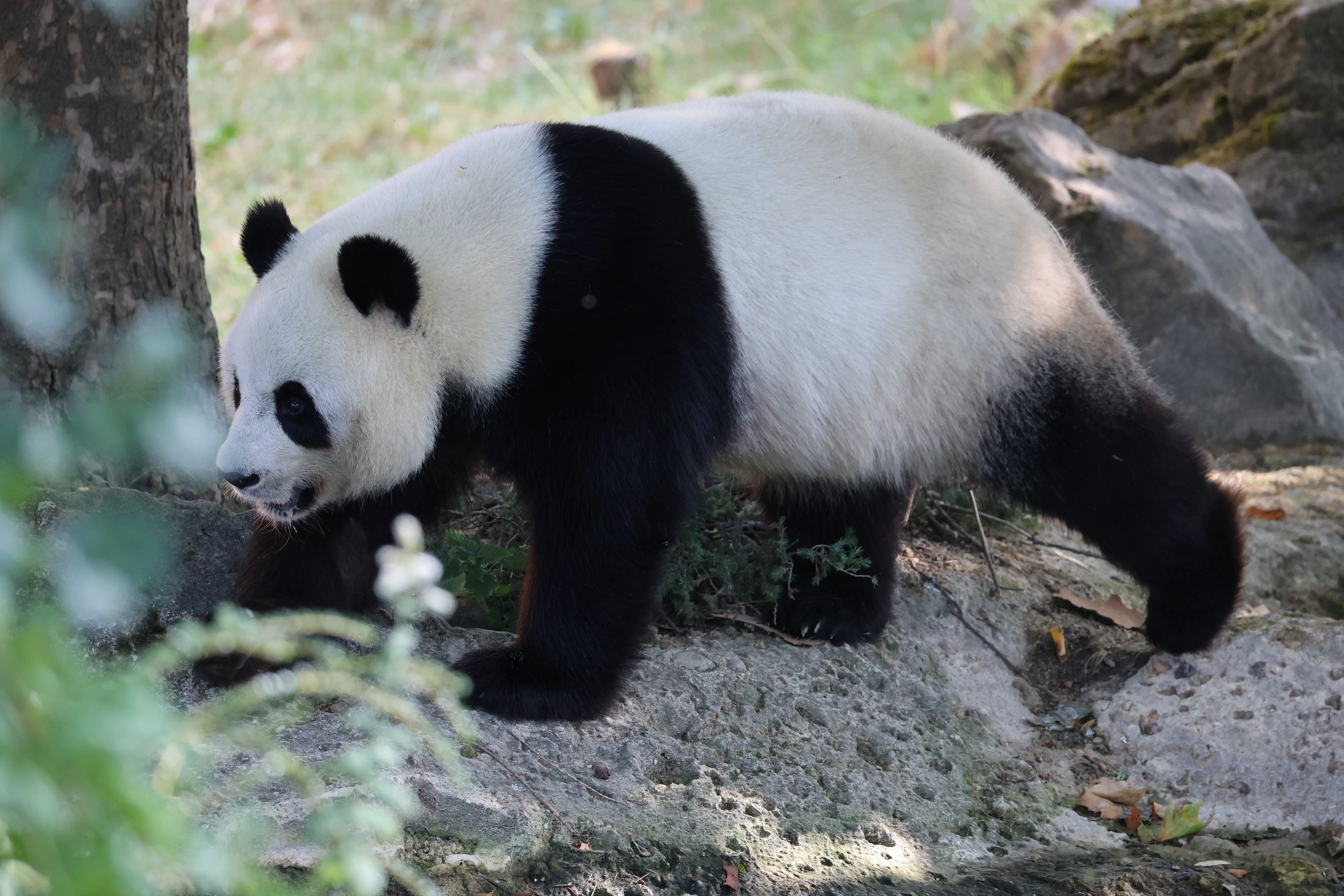 ZooParc de Beauval