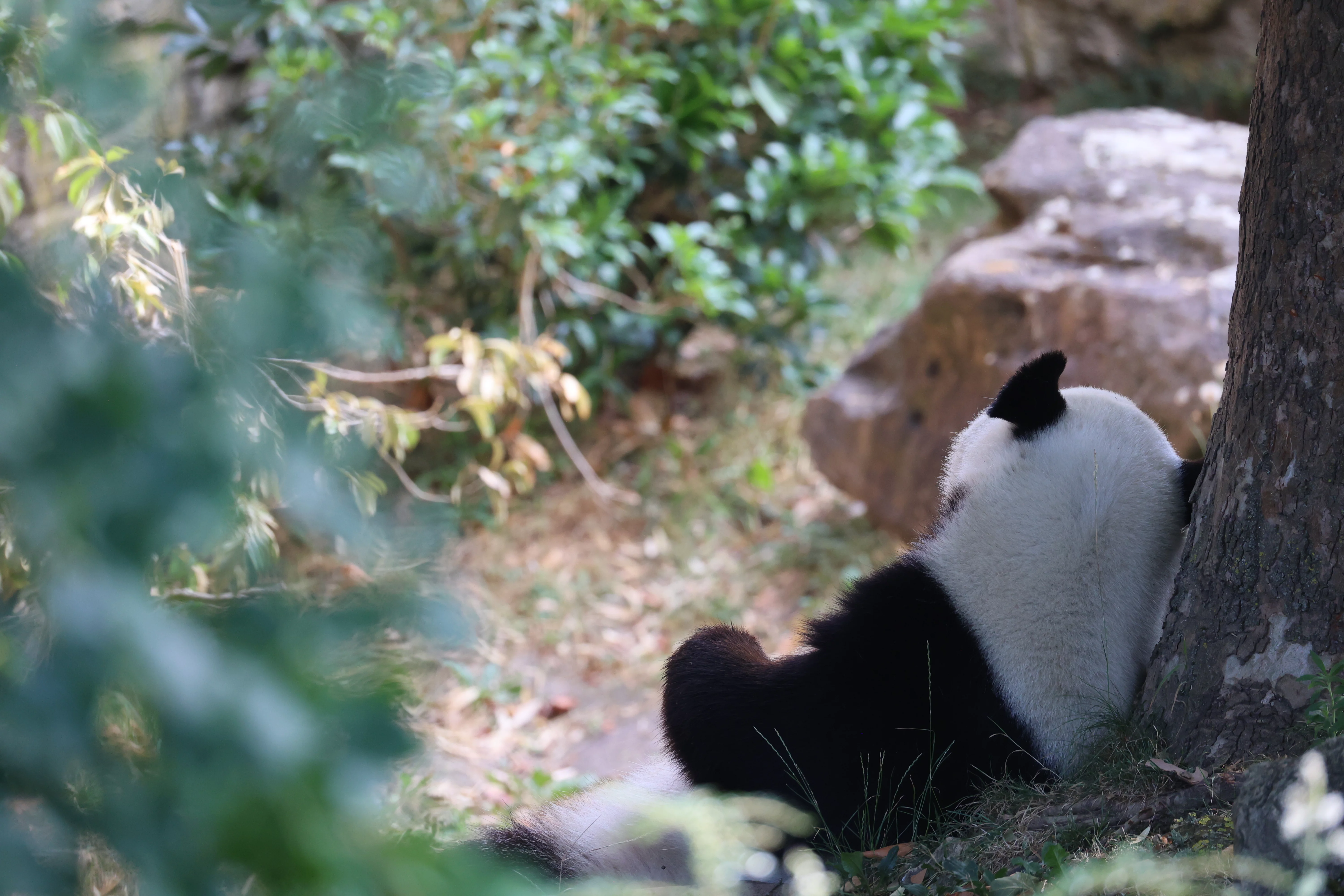 ZooParc de Beauval