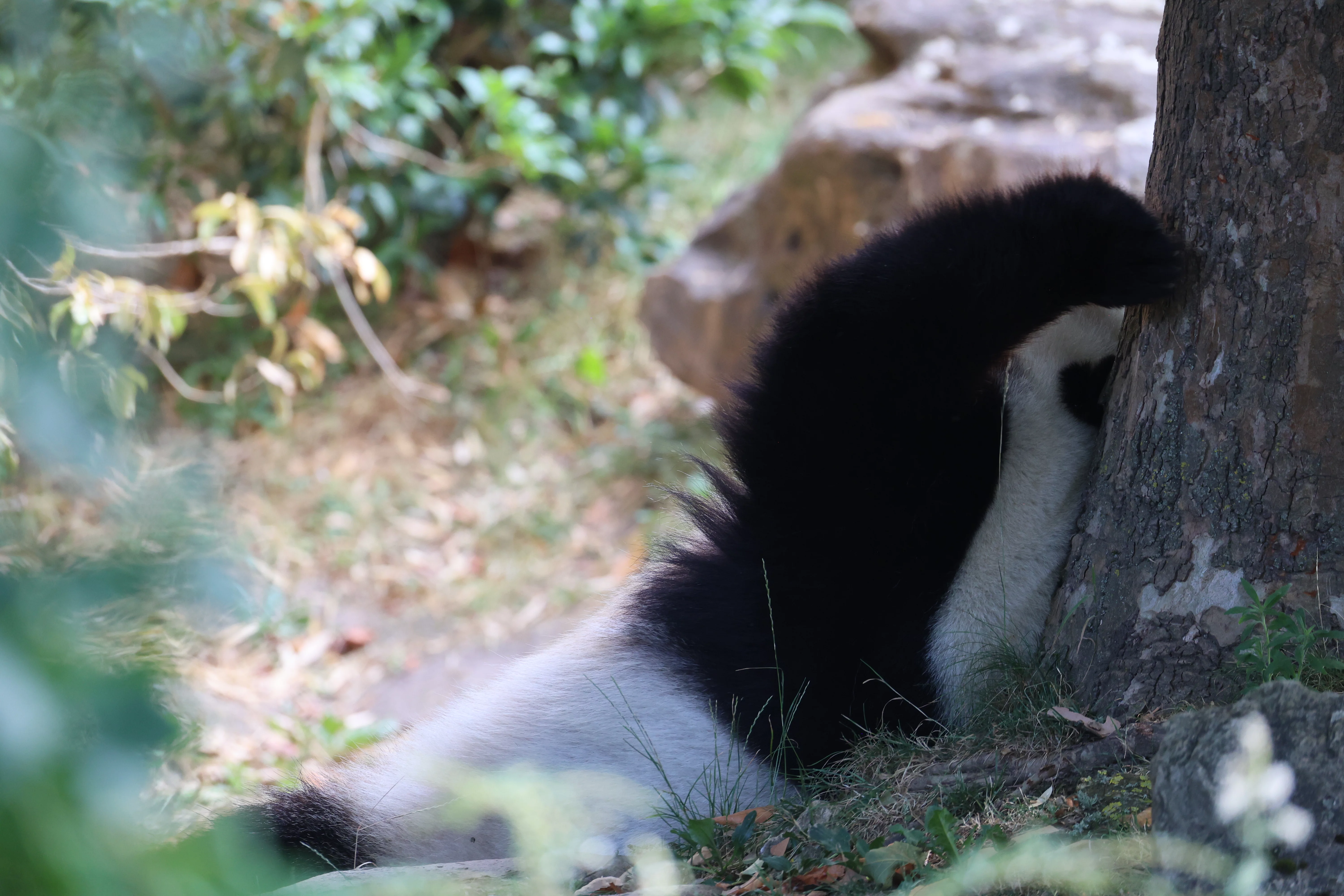 ZooParc de Beauval