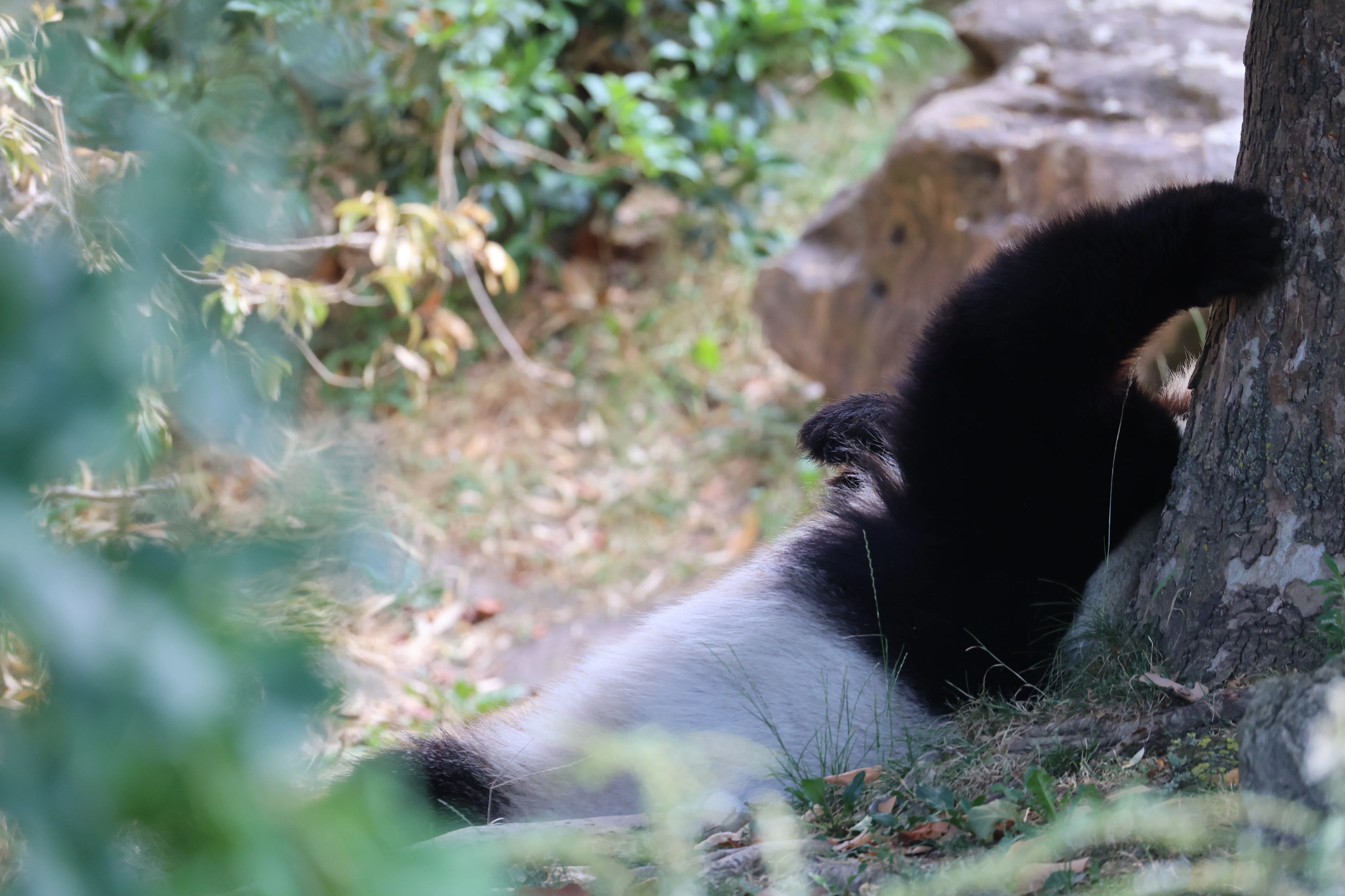 ZooParc de Beauval