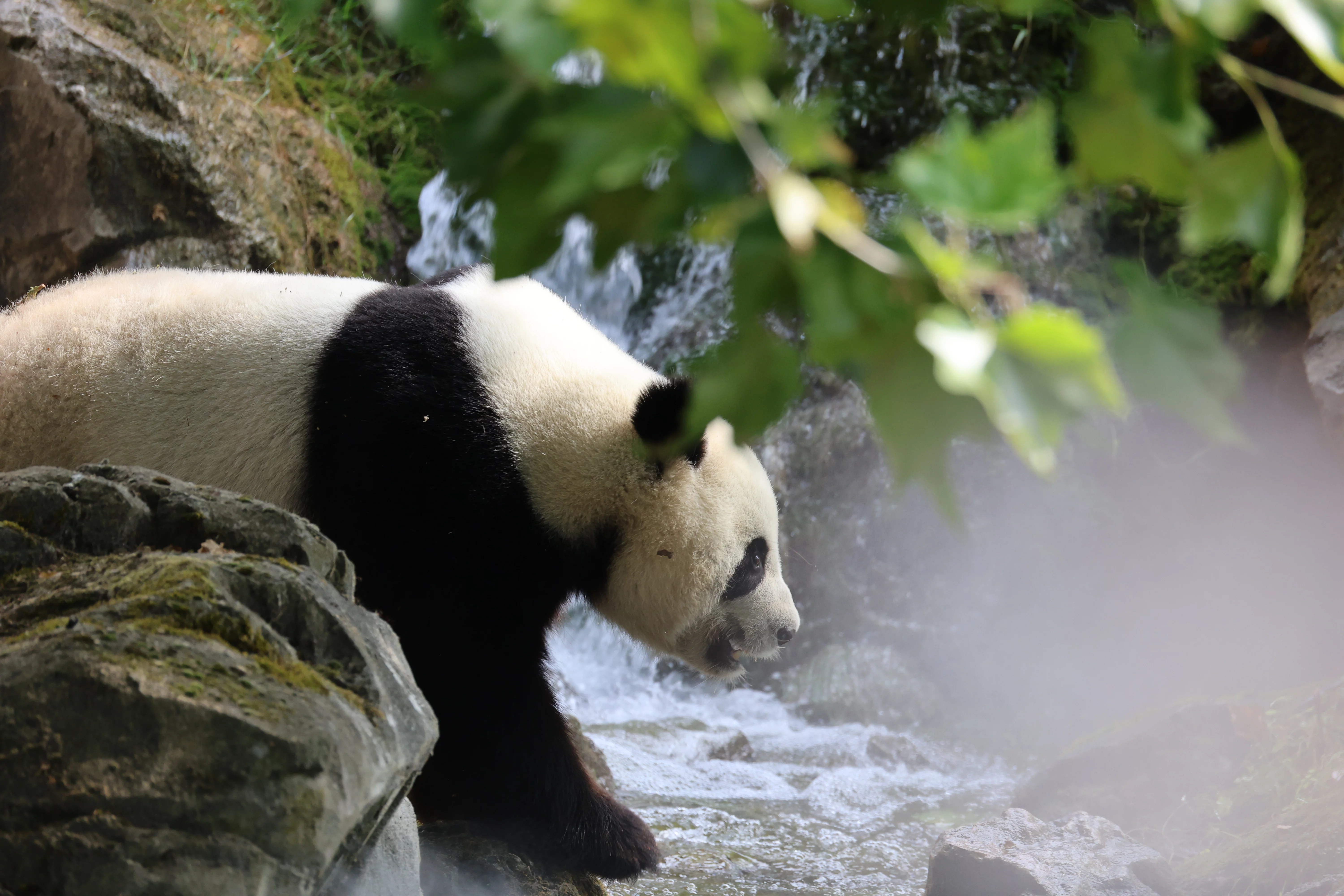 ZooParc de Beauval