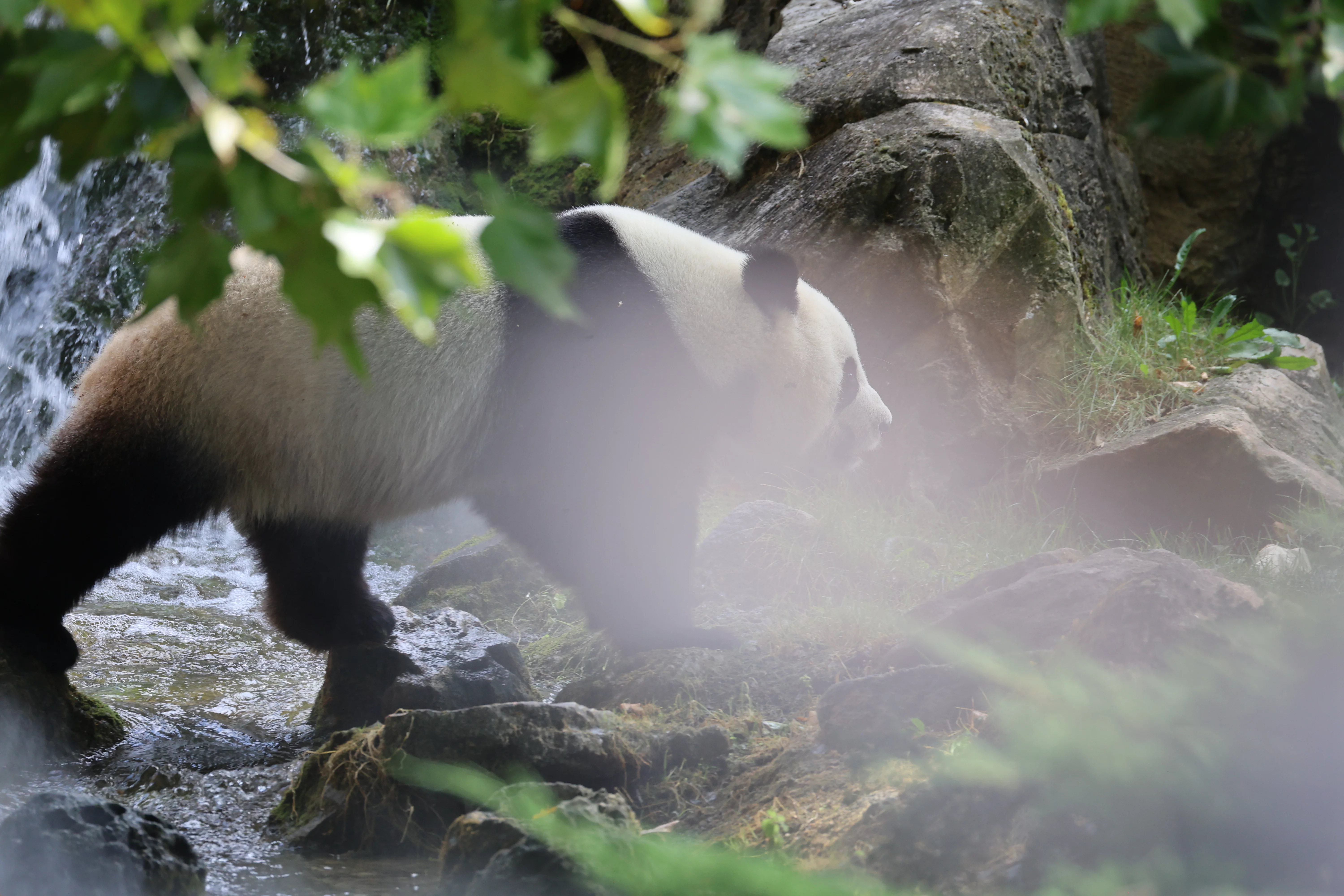 ZooParc de Beauval