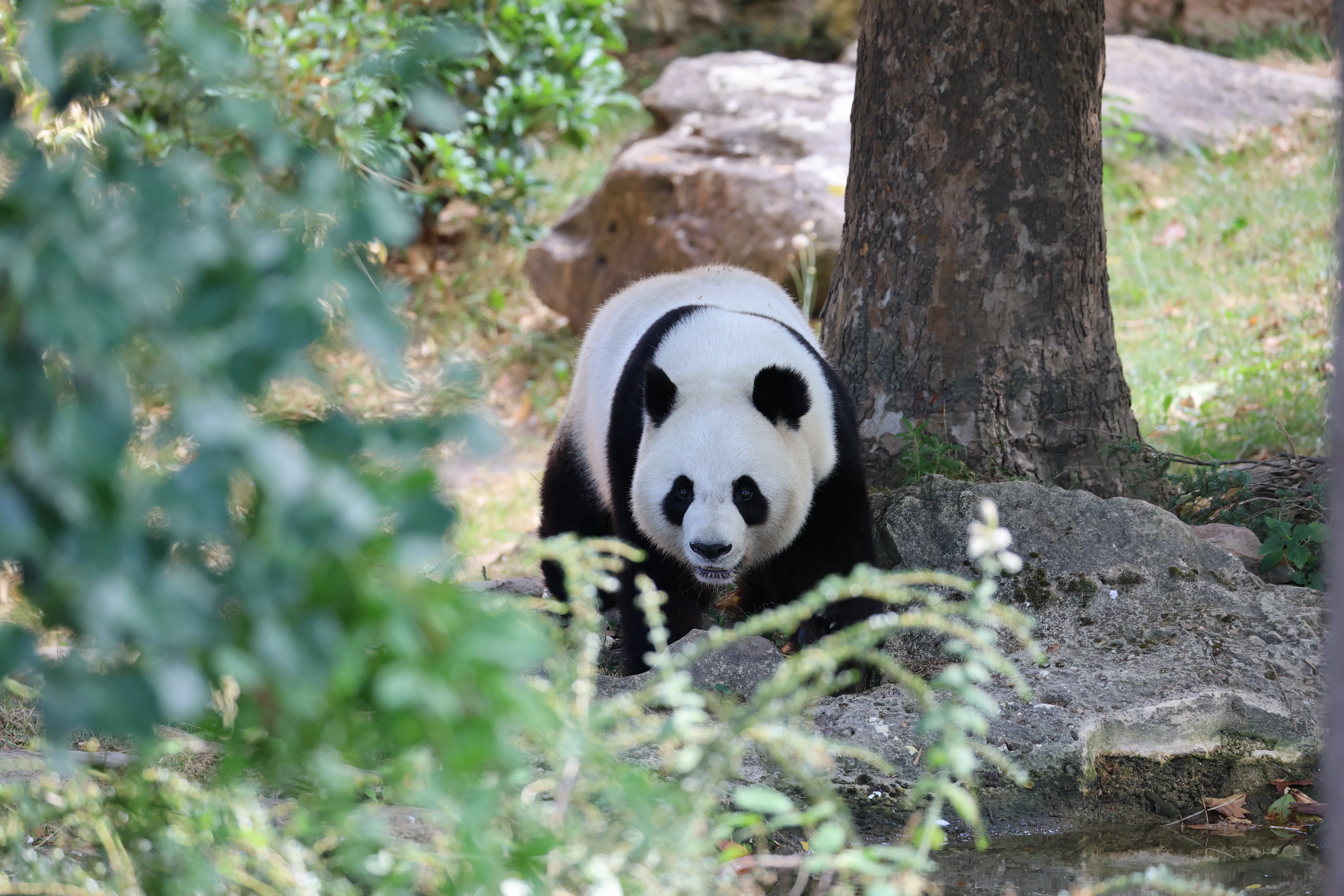 ZooParc de Beauval