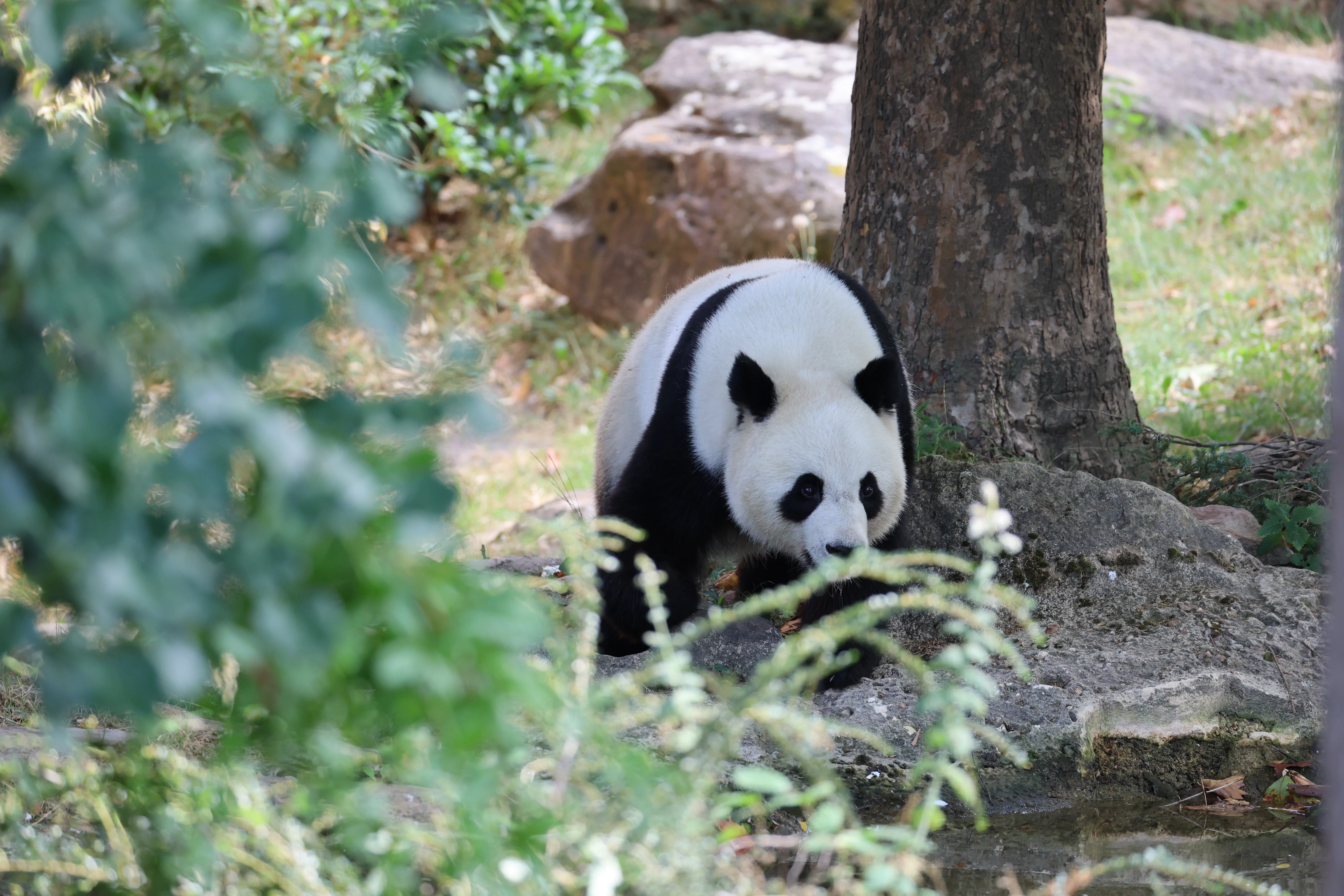 ZooParc de Beauval