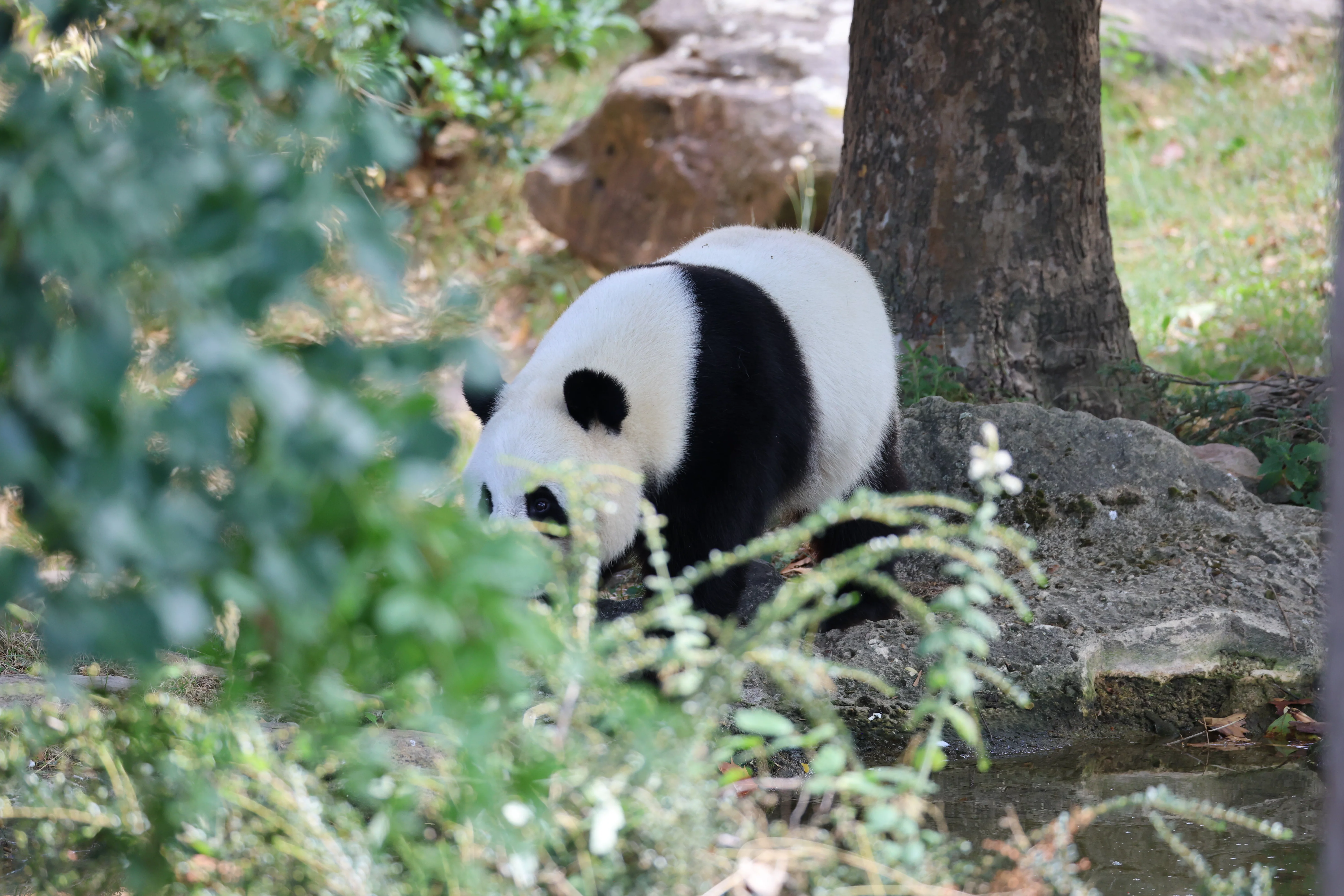 ZooParc de Beauval
