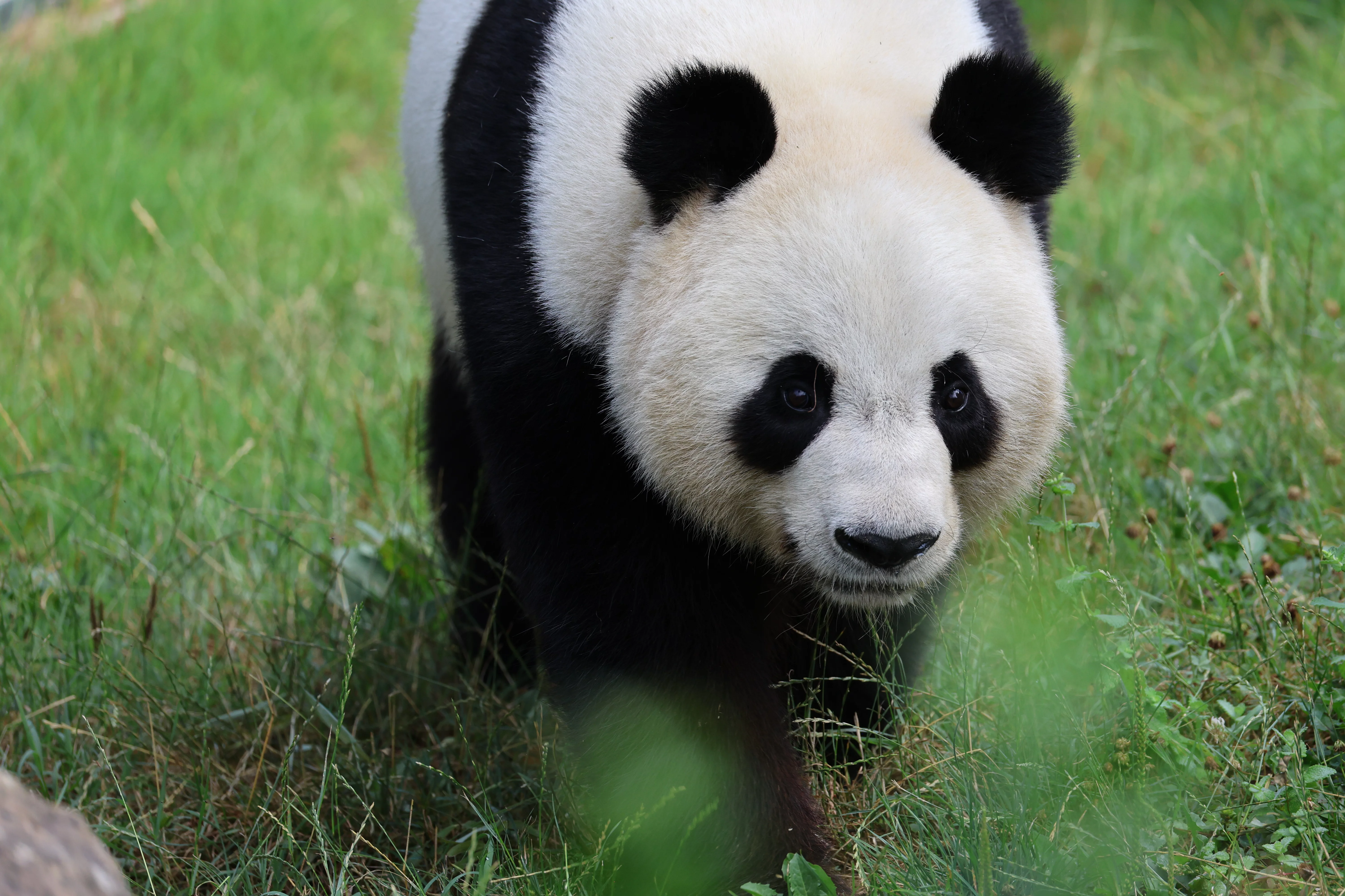ZooParc de Beauval