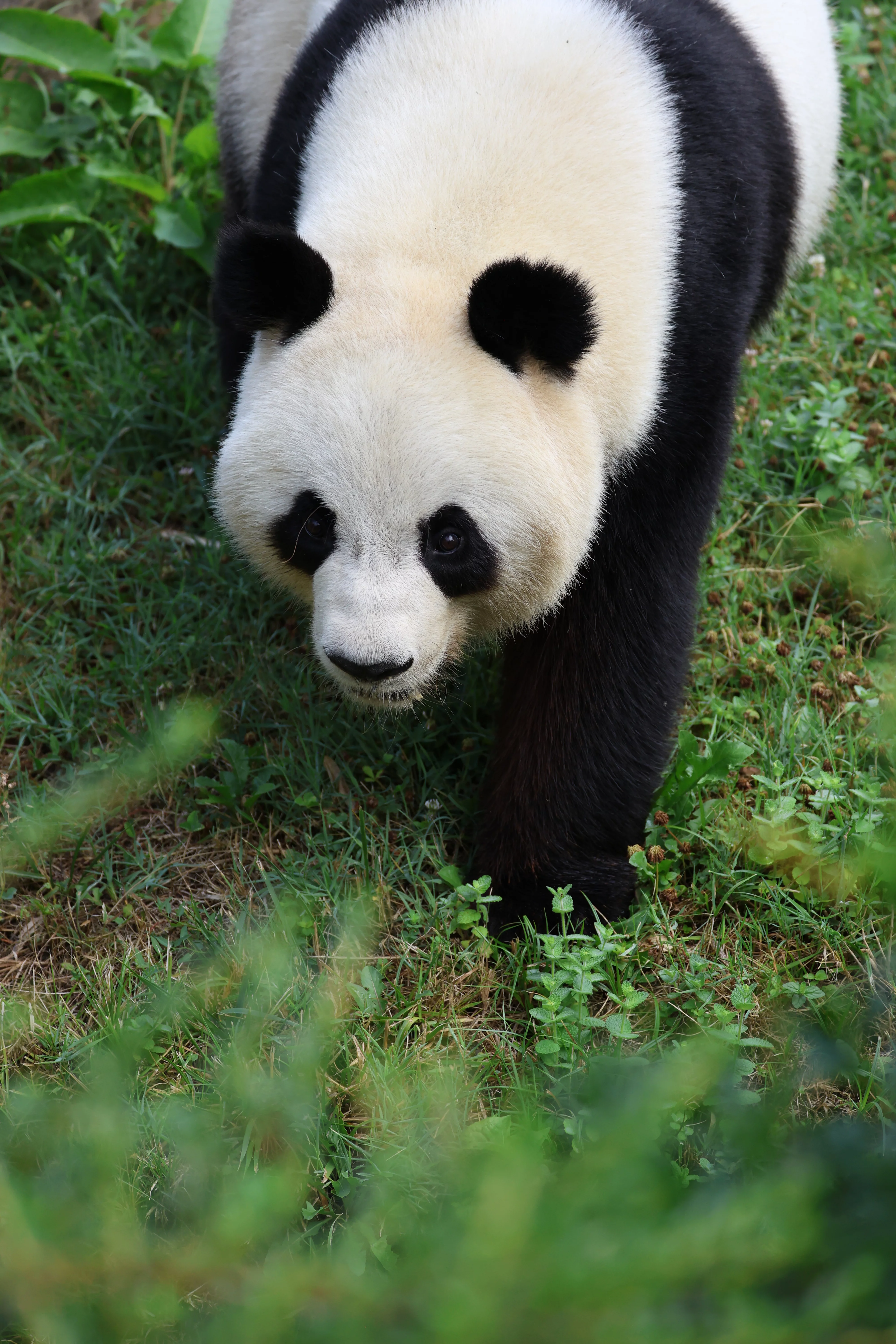 ZooParc de Beauval