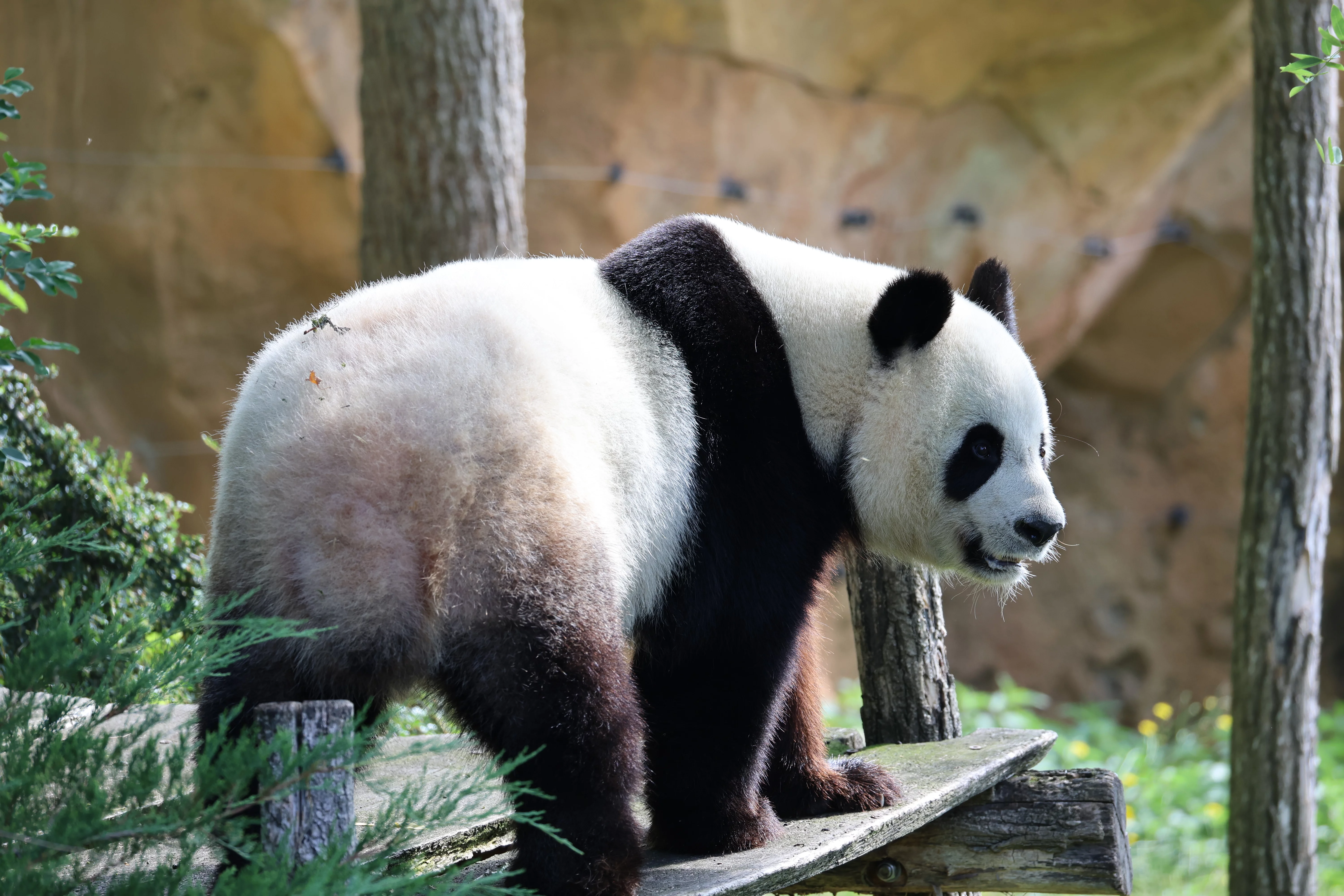 ZooParc de Beauval