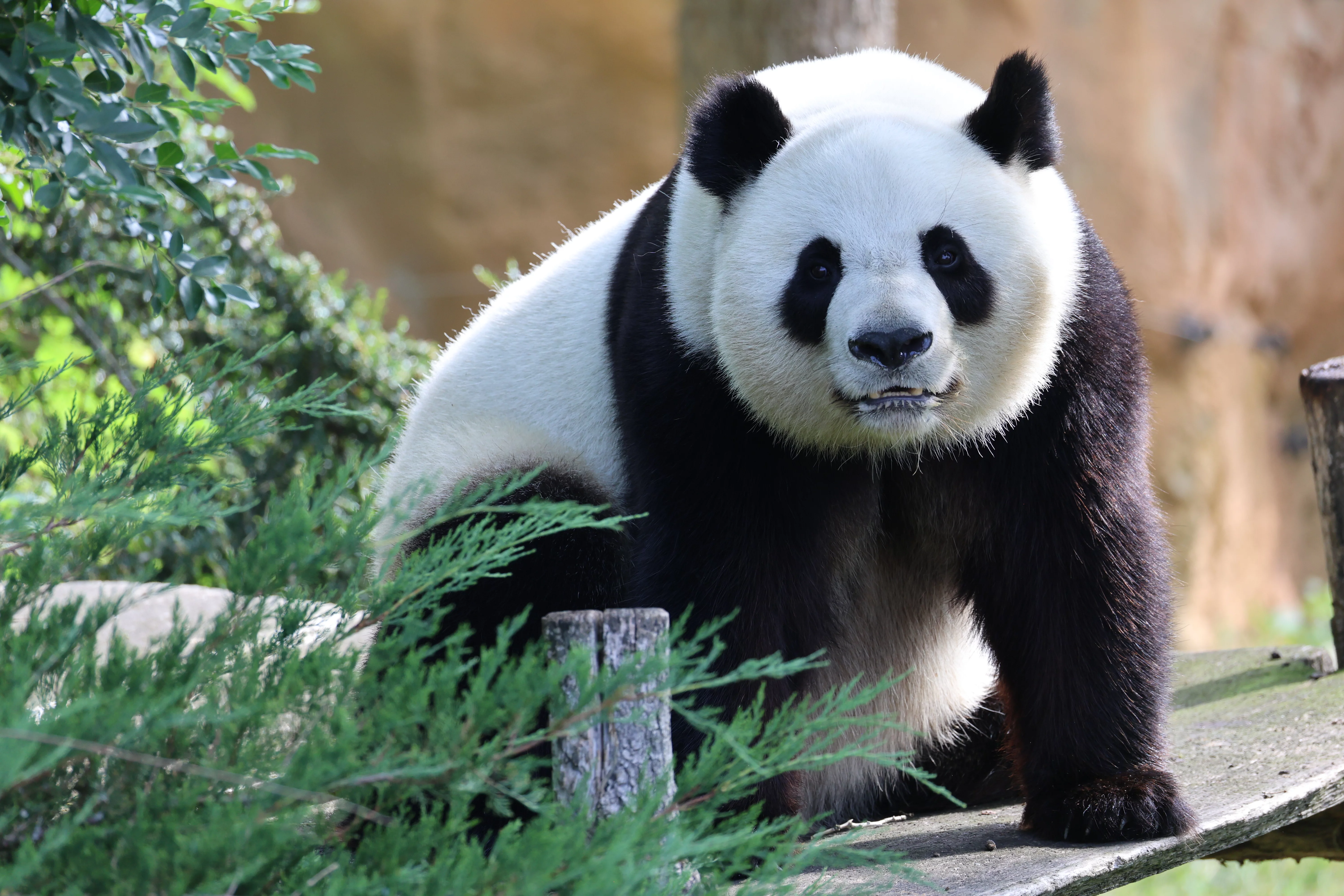 ZooParc de Beauval