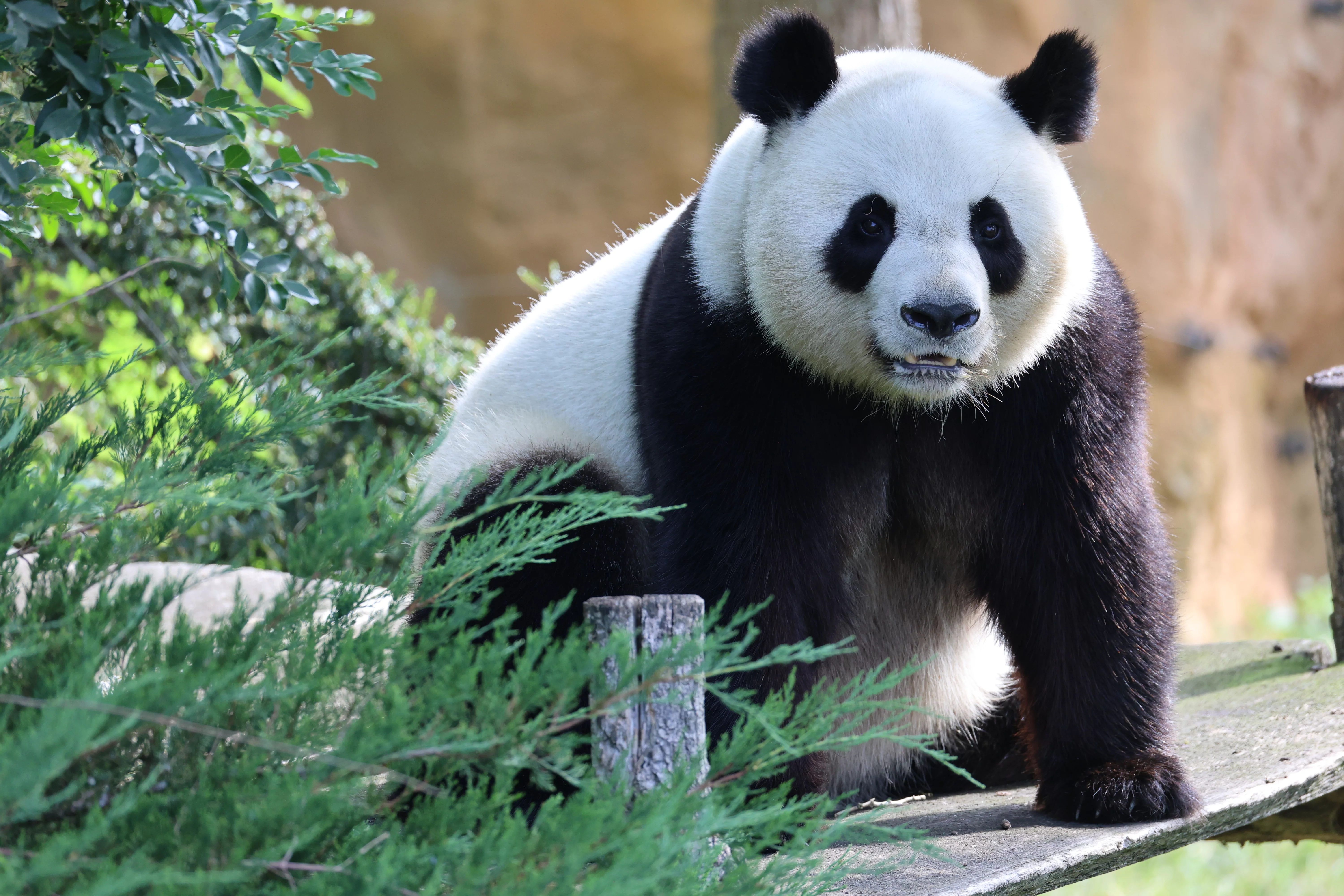 ZooParc de Beauval