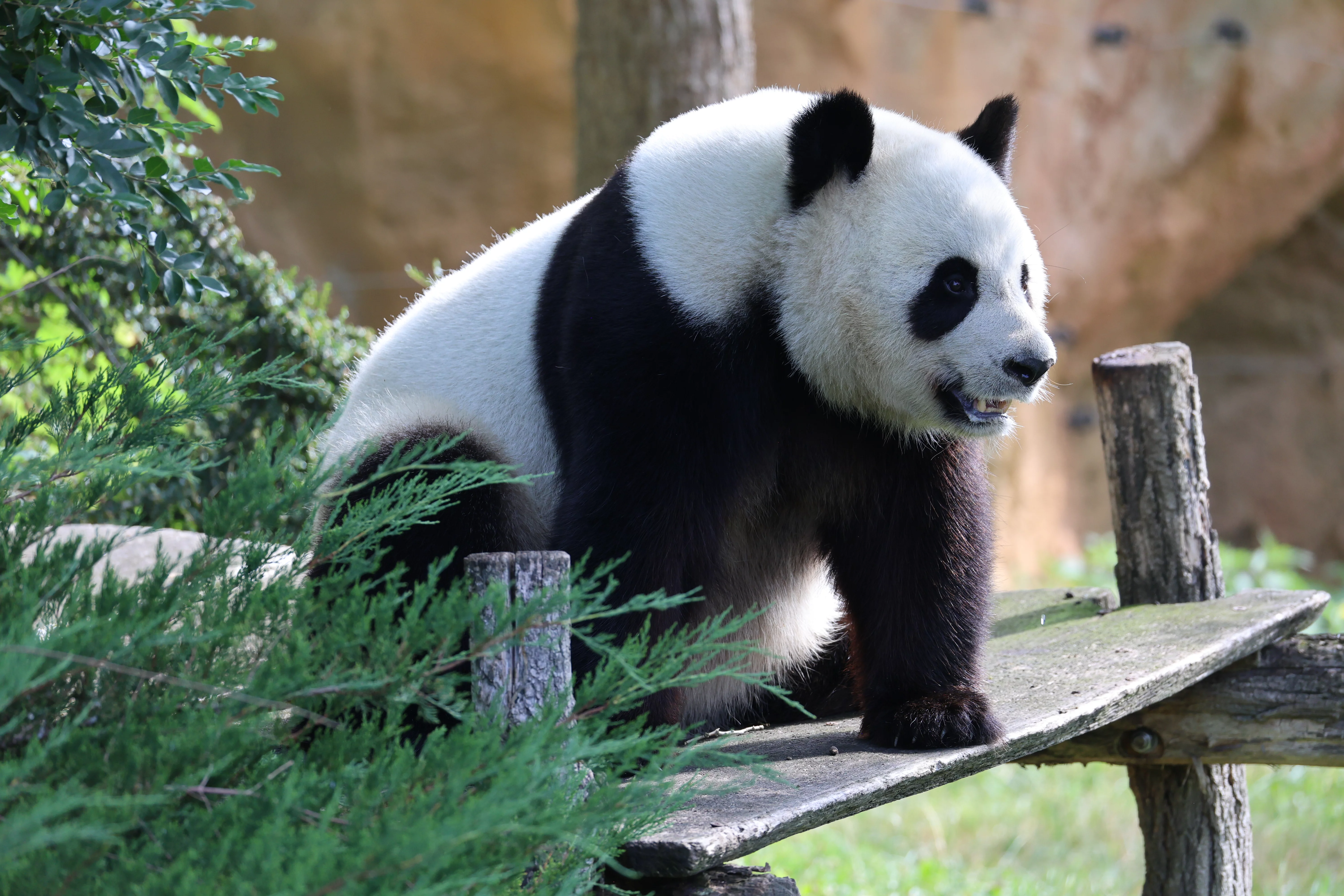 ZooParc de Beauval