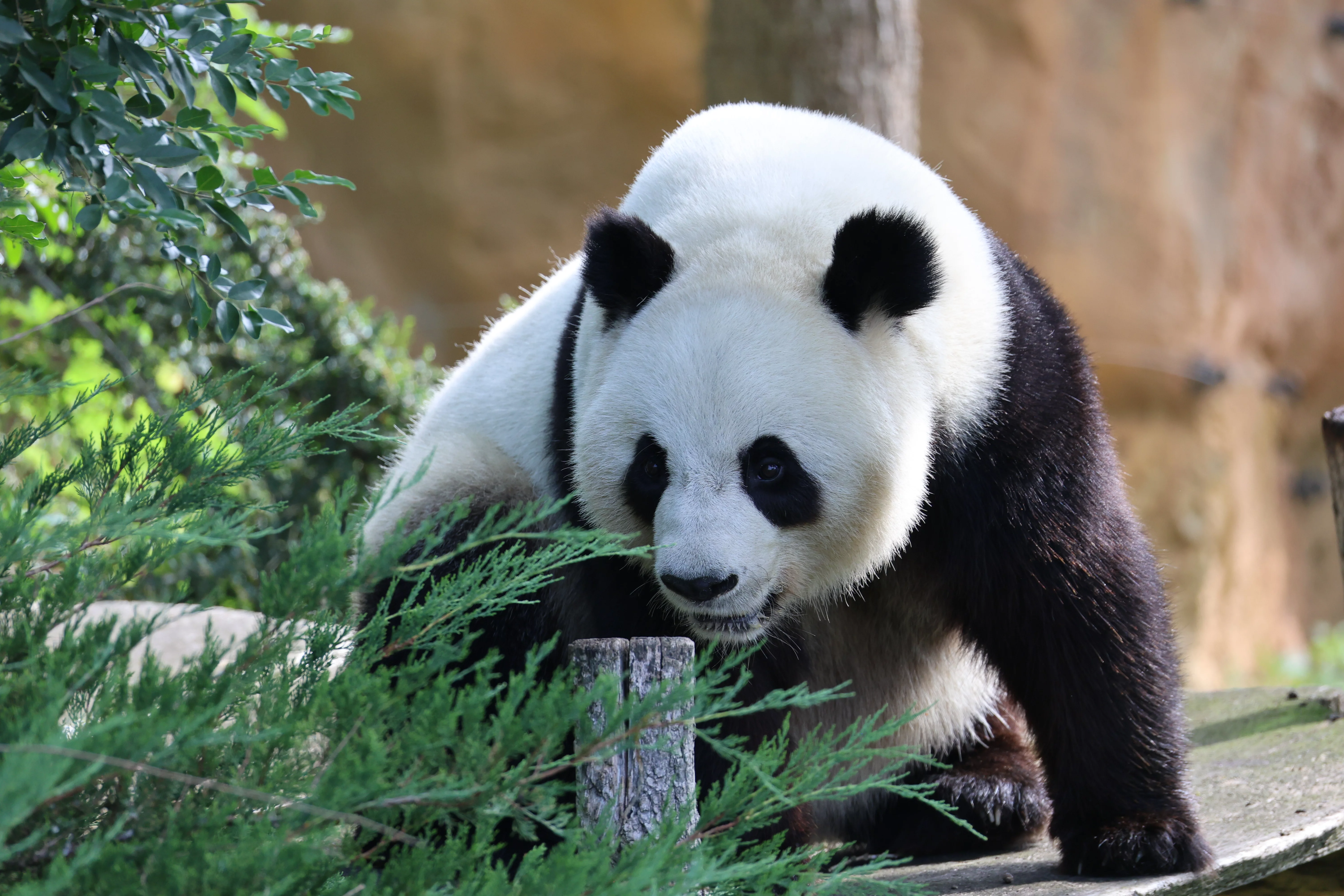 ZooParc de Beauval
