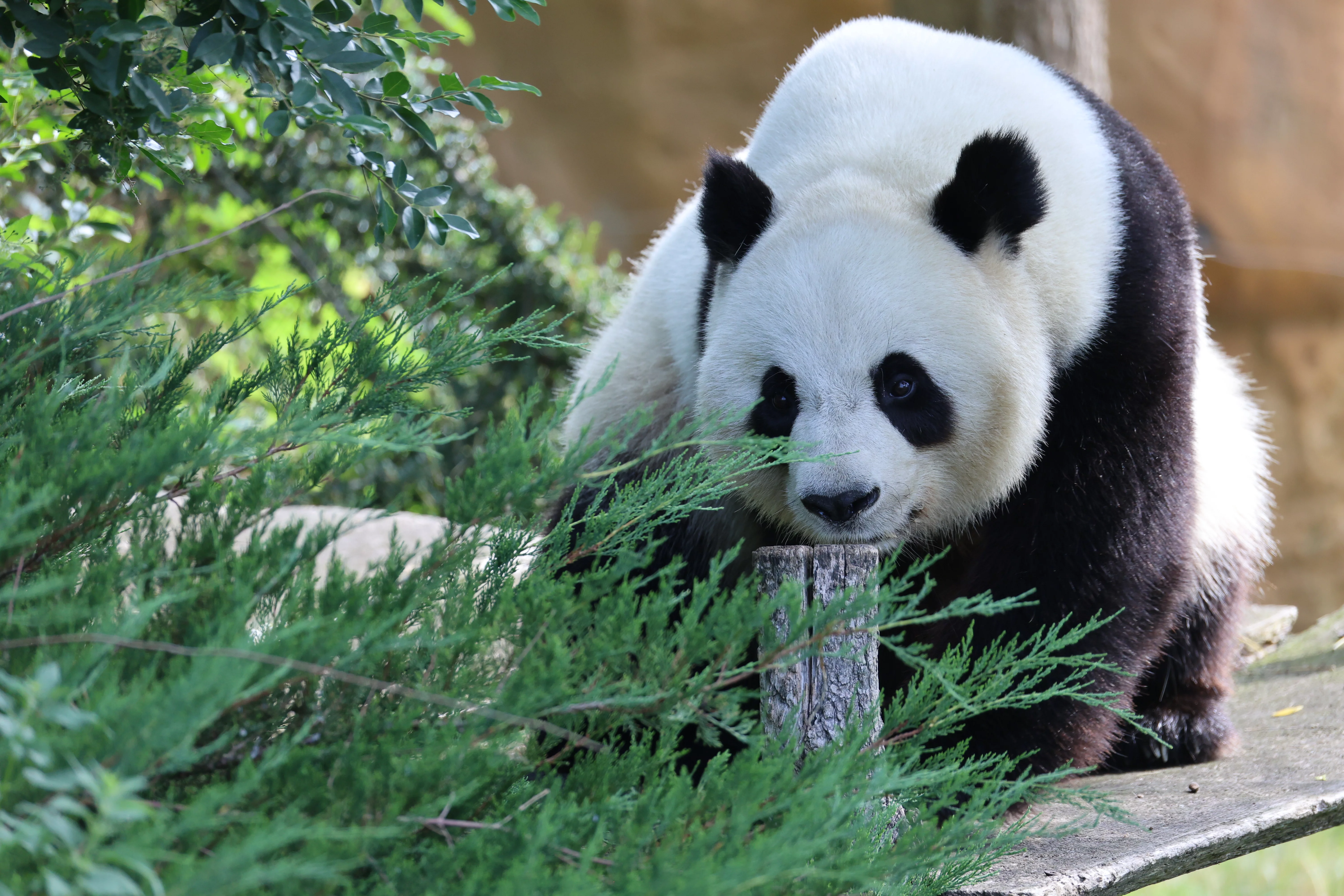 ZooParc de Beauval
