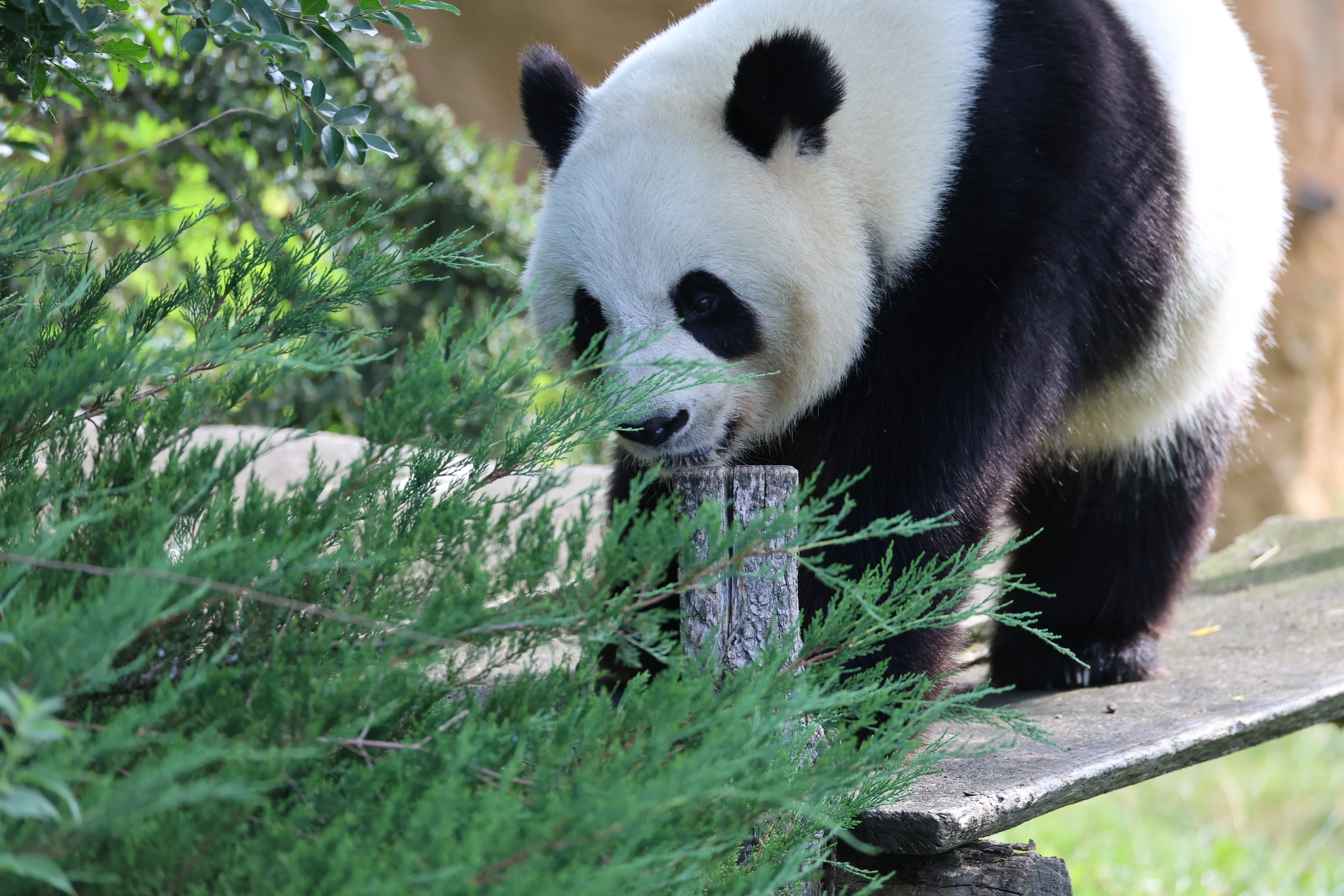 ZooParc de Beauval