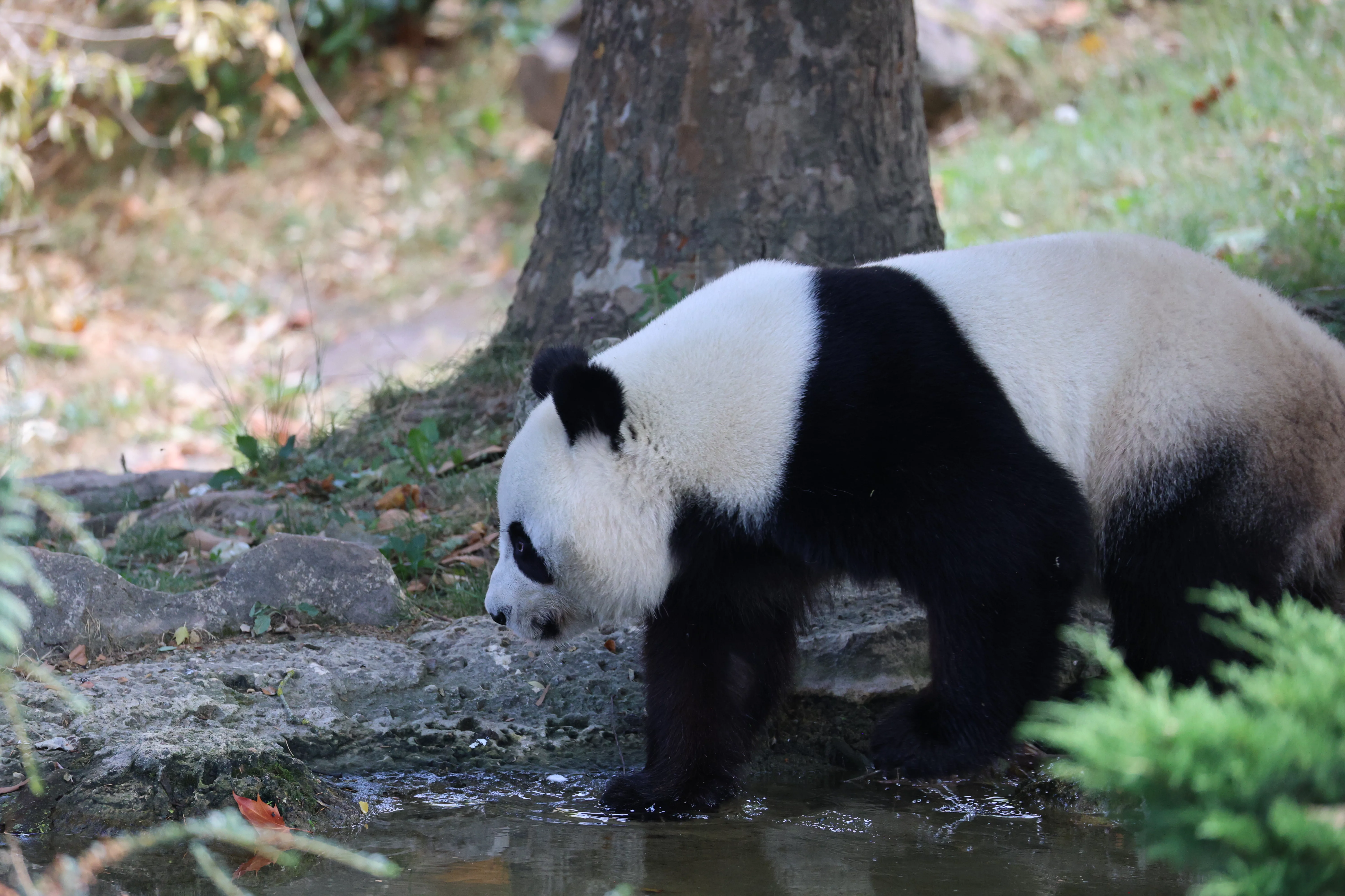 ZooParc de Beauval