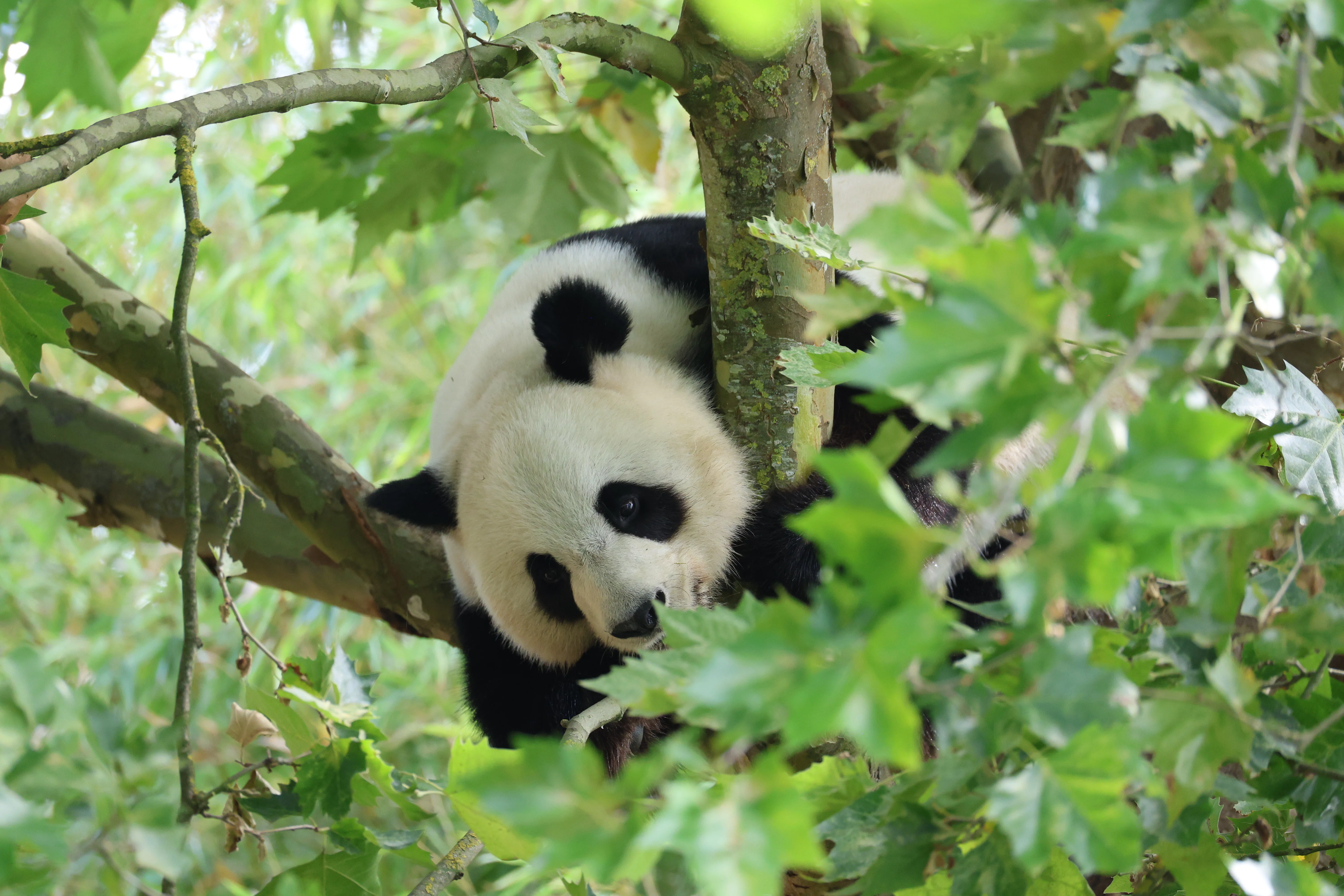 ZooParc de Beauval