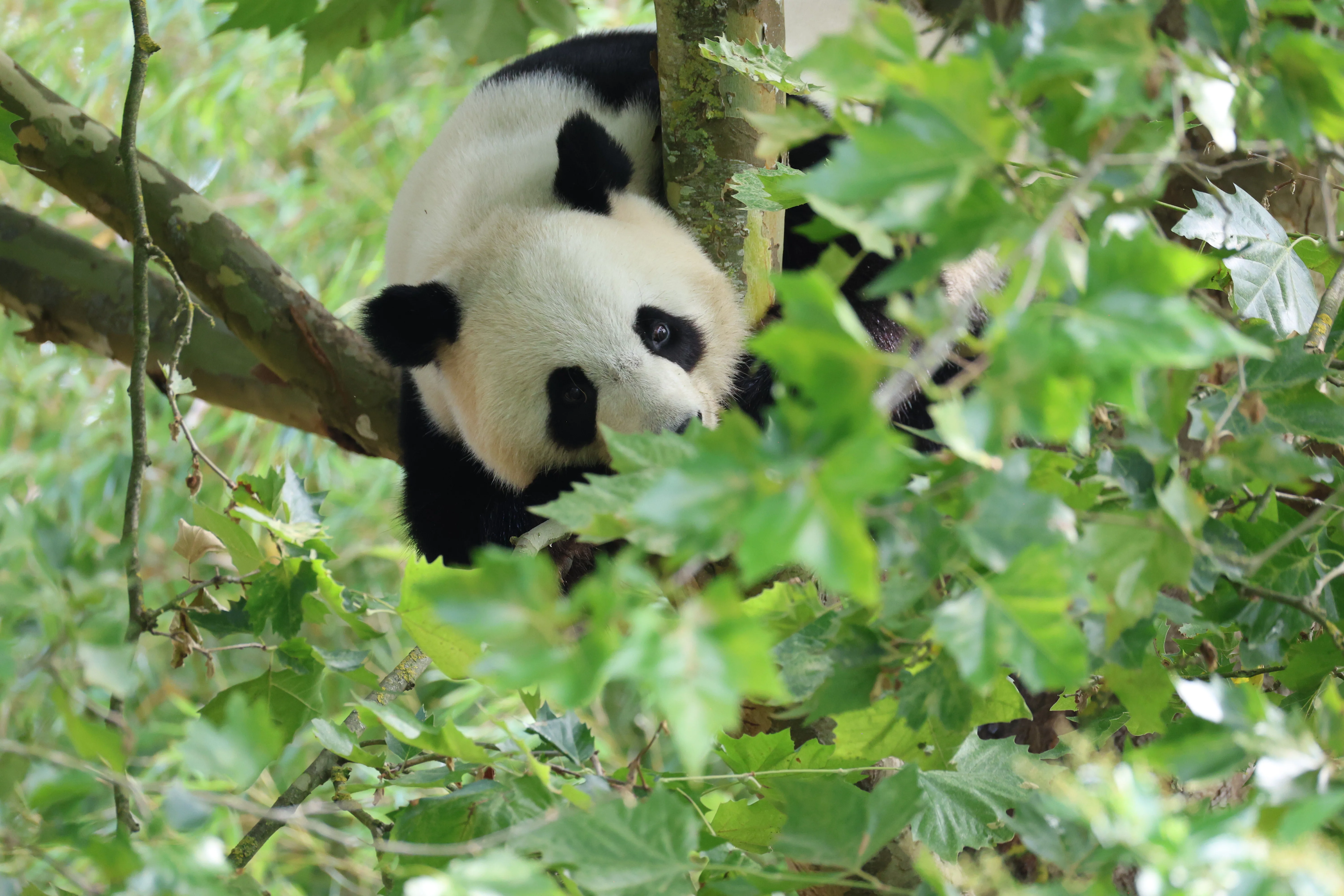 ZooParc de Beauval