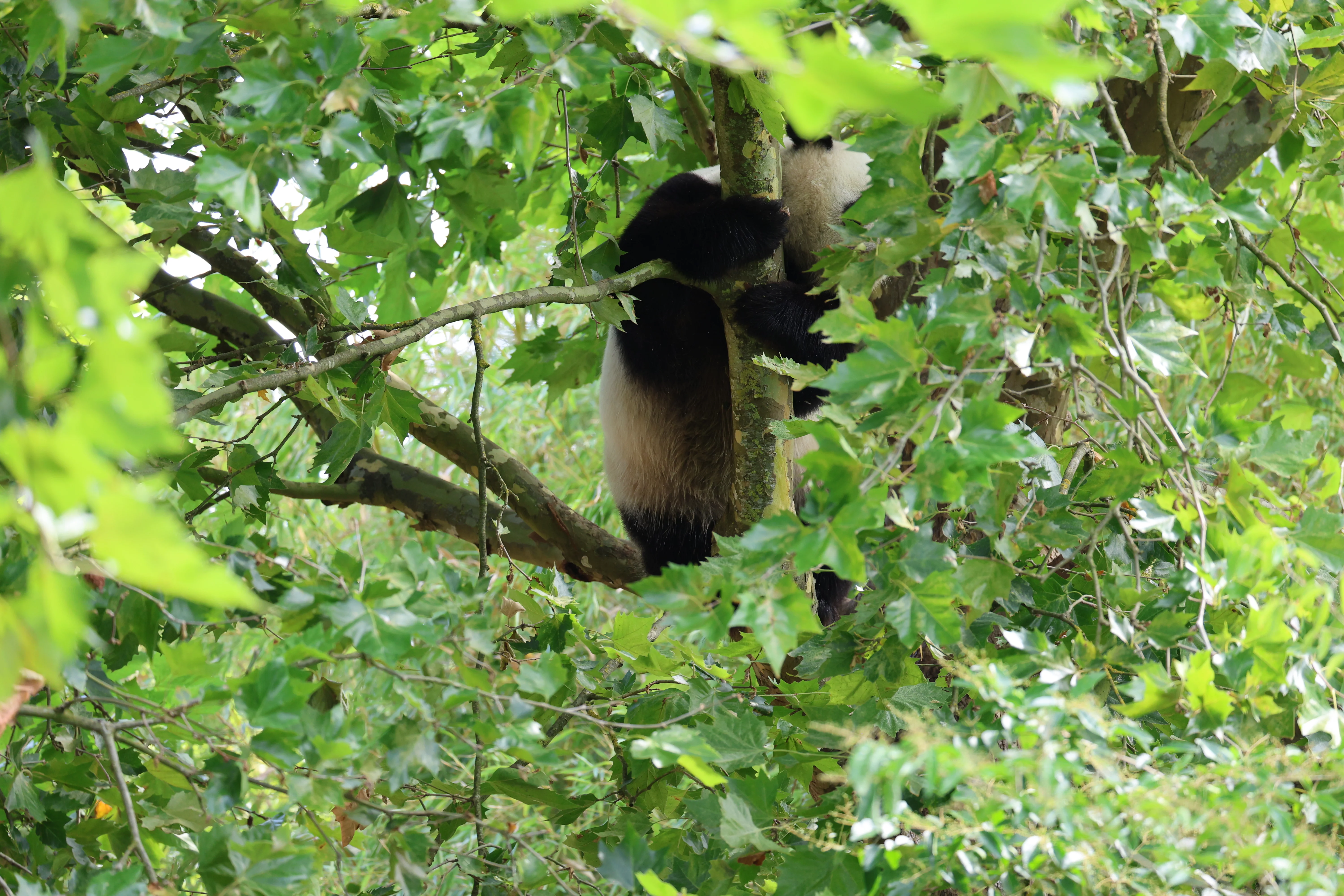 ZooParc de Beauval