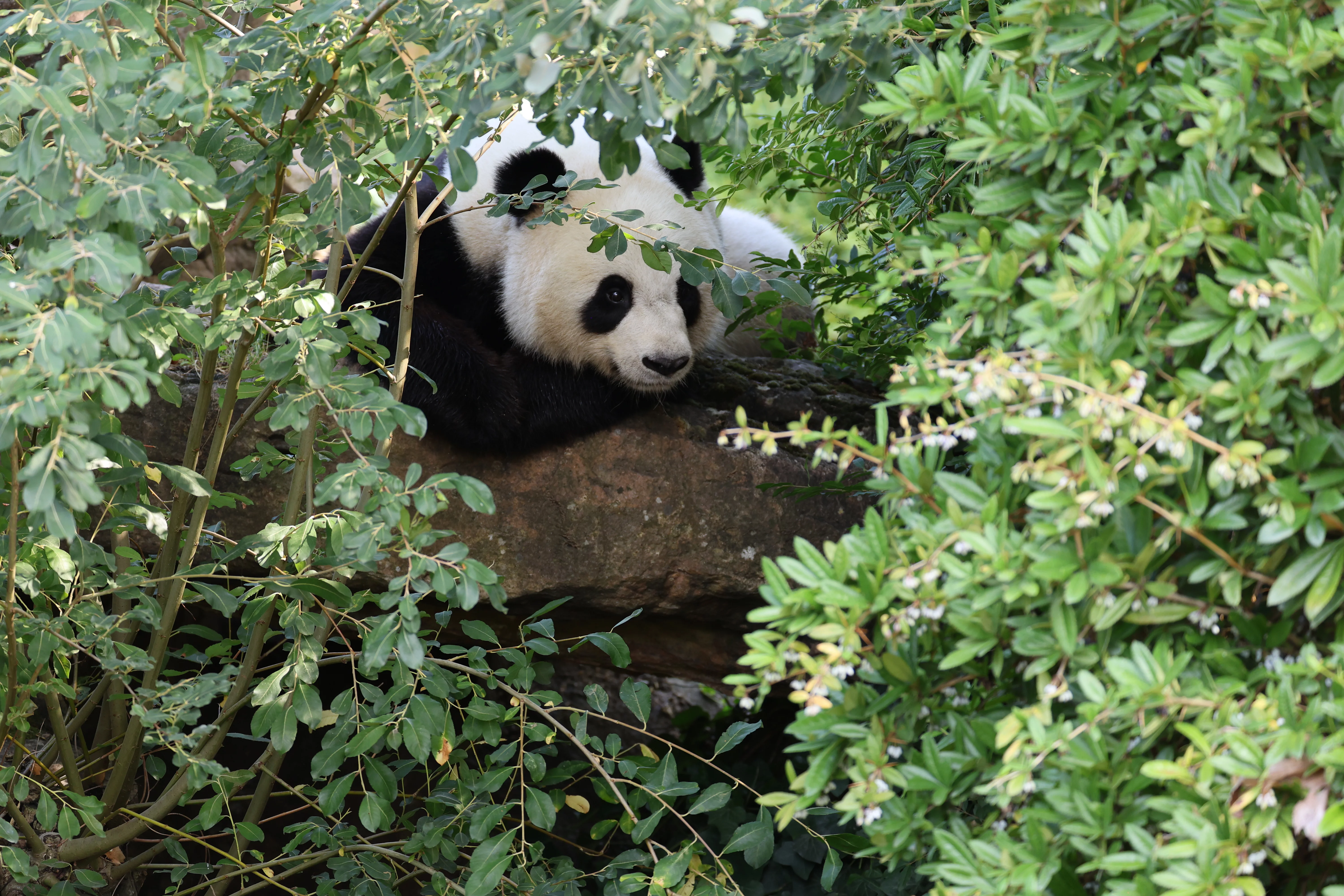 ZooParc de Beauval